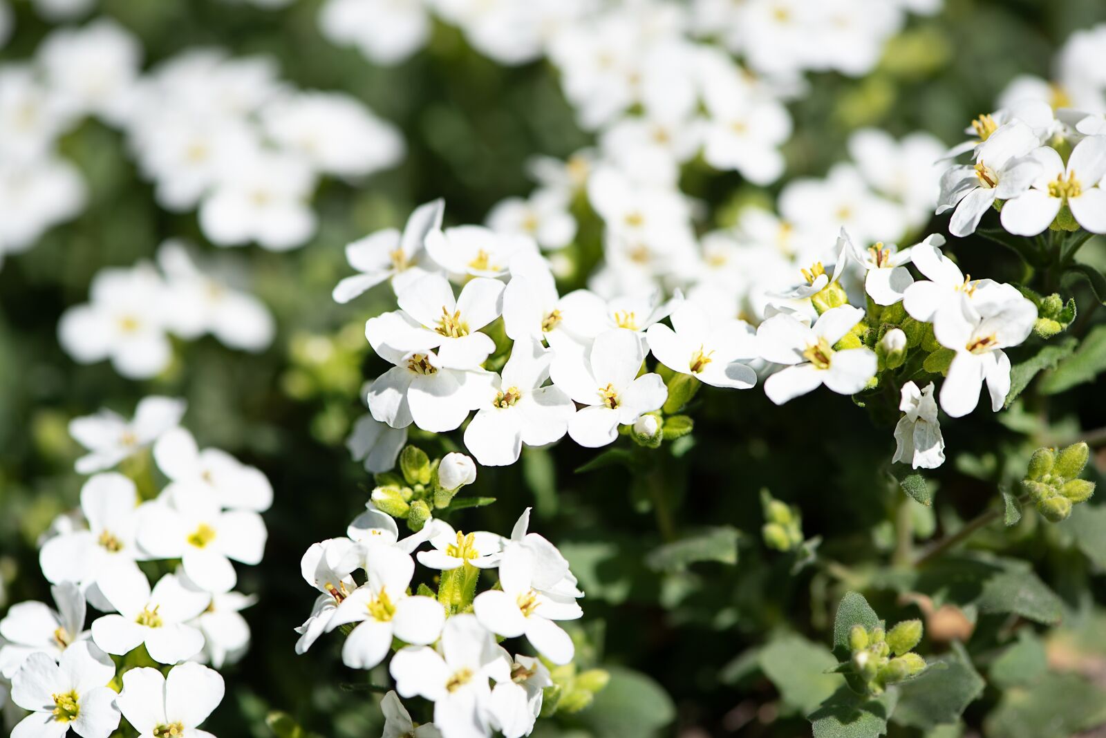 Nikon D750 sample photo. Cushion flowers, white, white photography