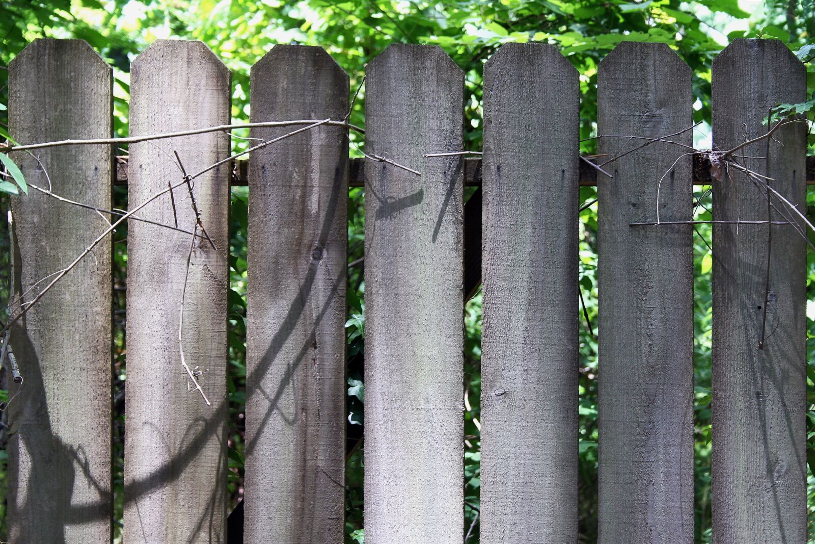 Canon EOS 30D sample photo. Fence, fencing, bamboo photography