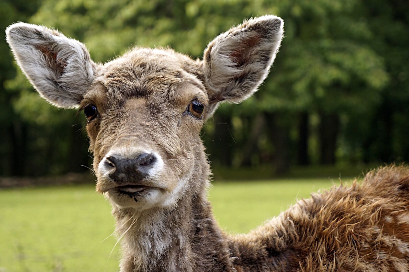 Sony Alpha NEX-6 sample photo. Deer, animal, wildlife photography