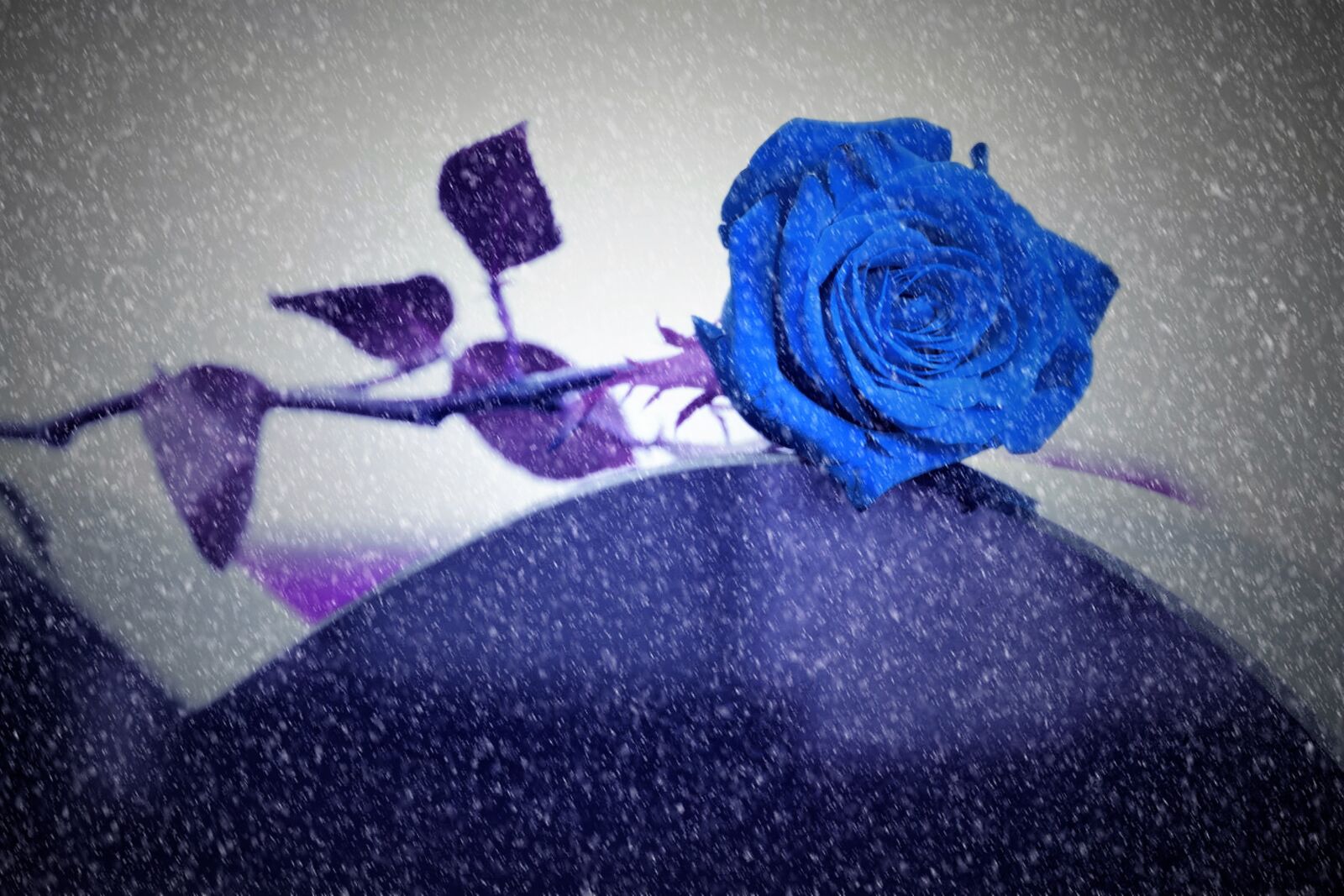 Canon EOS 550D (EOS Rebel T2i / EOS Kiss X4) sample photo. Blue rose on grave photography