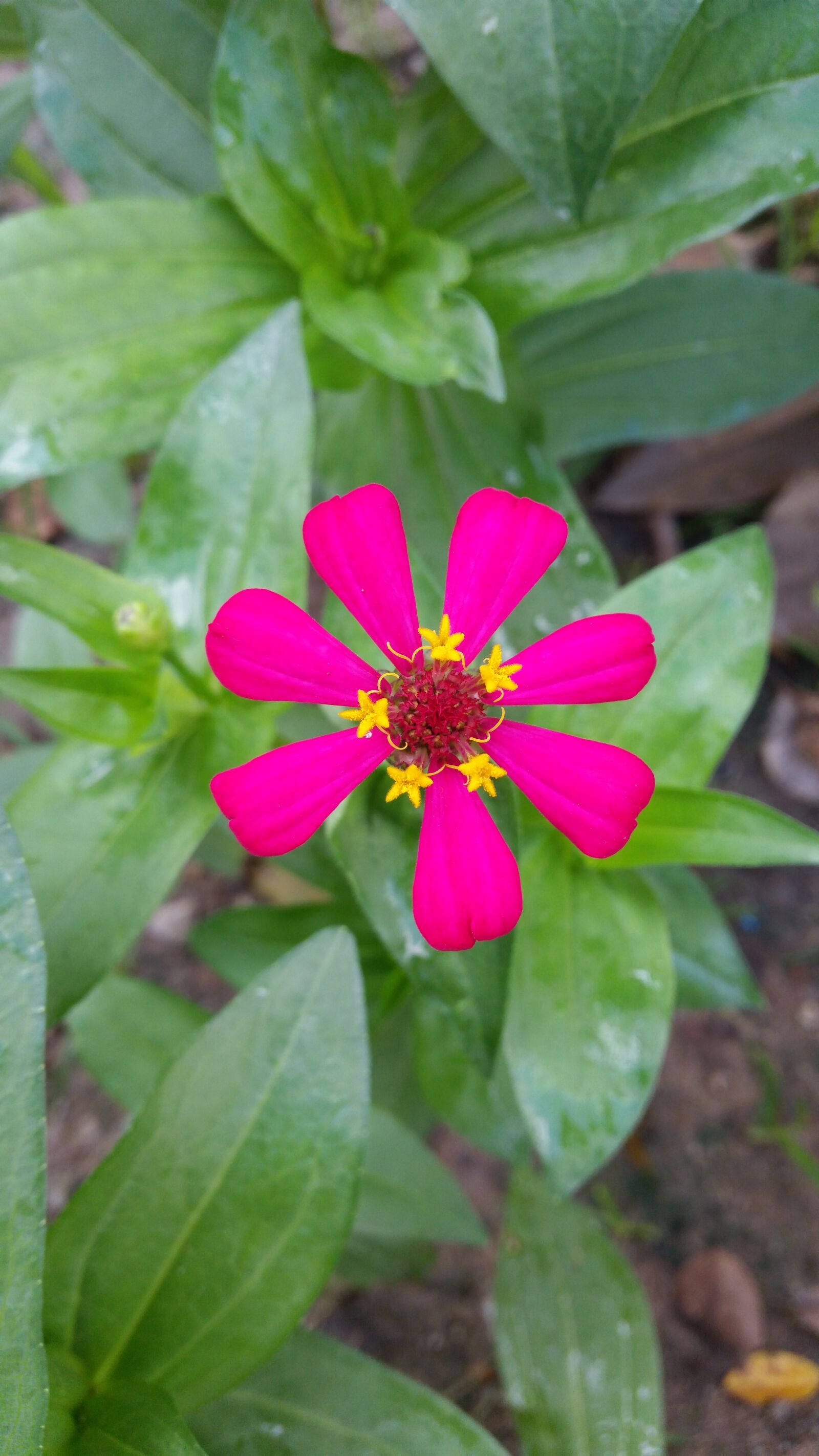 Samsung Galaxy S5 sample photo. Flower, flowers, flowers thailand photography