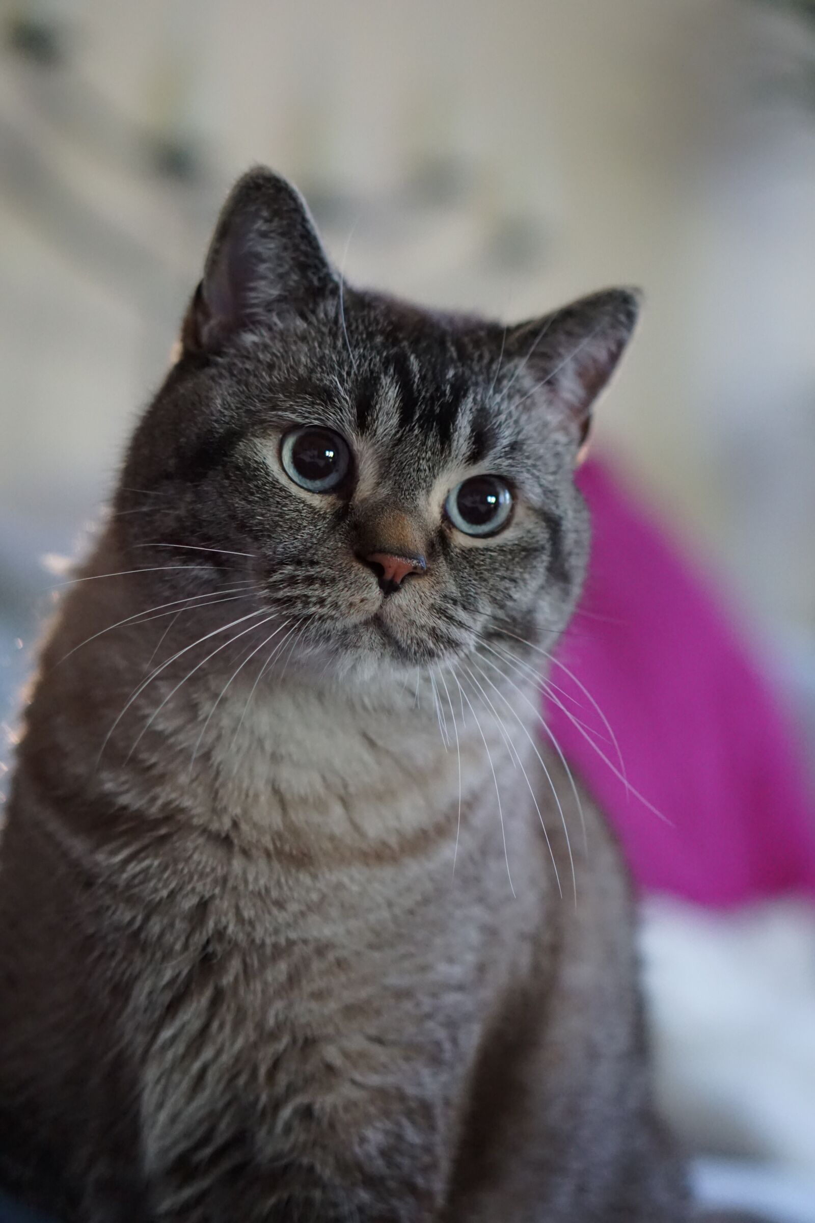 E 50mm F1.8 OSS sample photo. Cat, kitten, animal photography