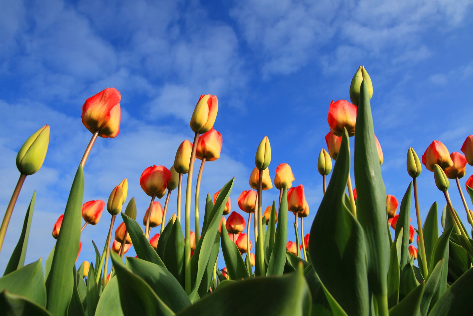 Canon EOS 5D Mark II sample photo. Background, blue, bulbs, field photography
