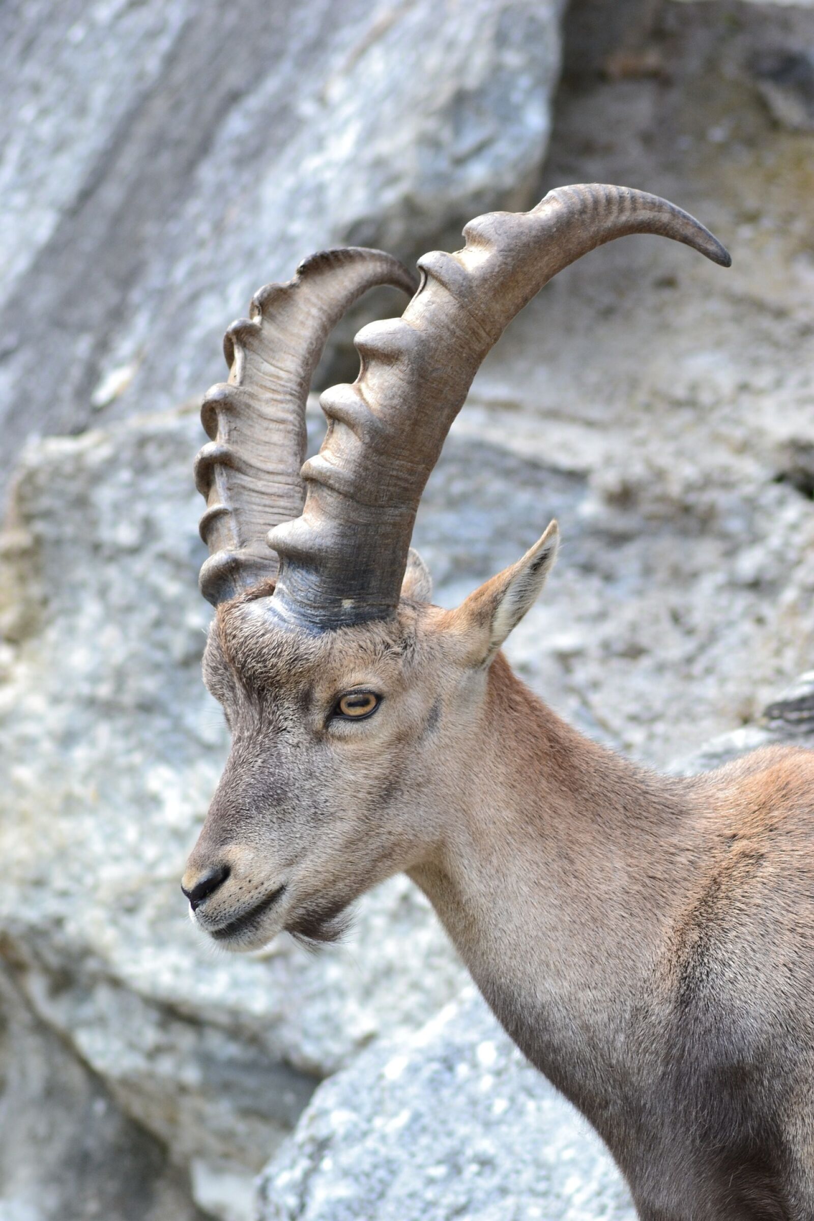 Nikon D3100 sample photo. Alps, buck, climbing, close photography