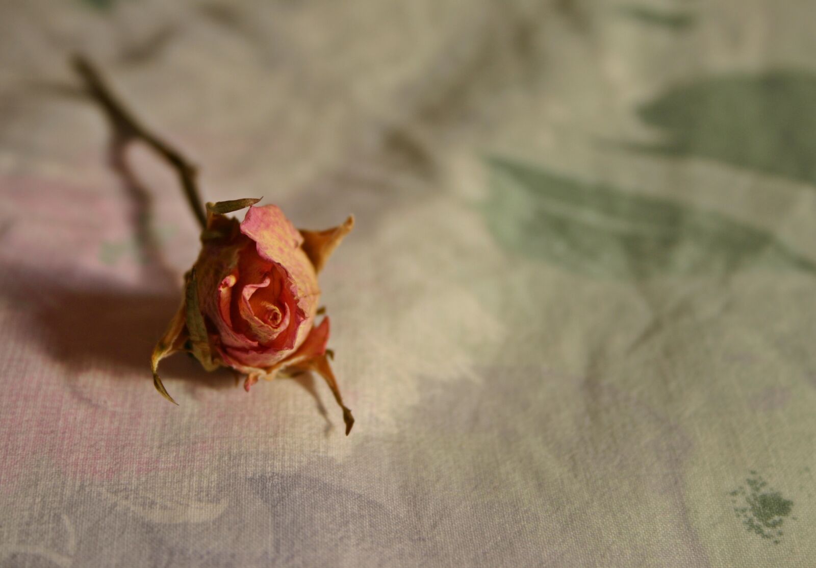 Canon EOS 300D (EOS Digital Rebel / EOS Kiss Digital) sample photo. Rose, dried, dry rose photography