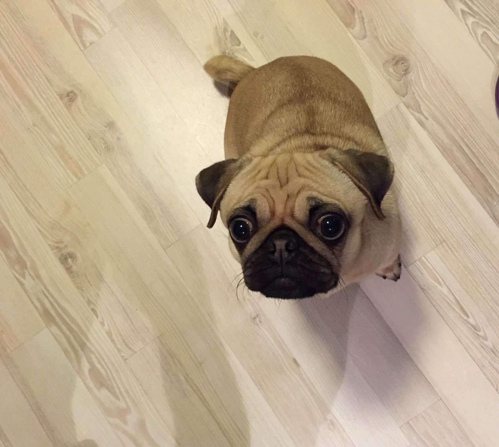 Apple iPhone 6 sample photo. Dog, pug, pup photography