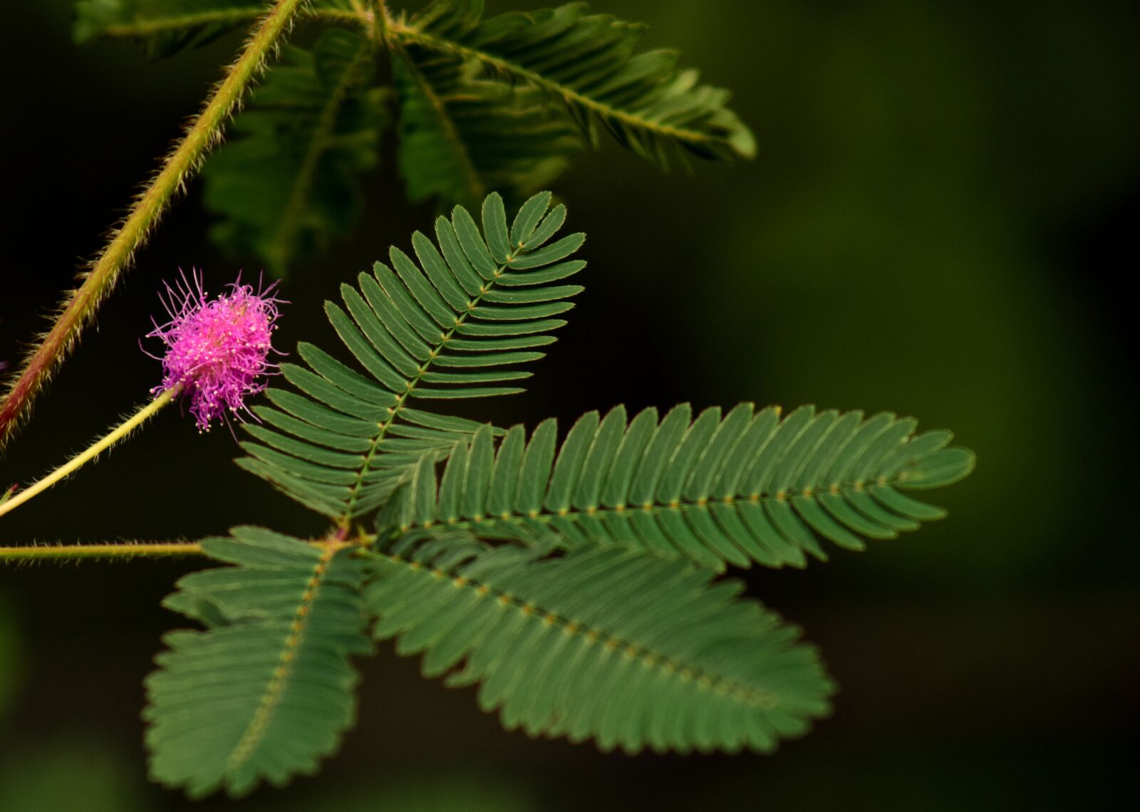 Nikon D3300 sample photo. Mimosa, real mimosa, blossom photography