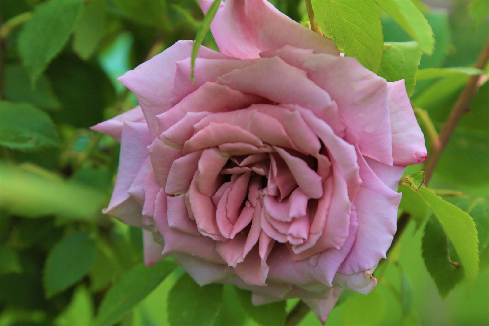 Canon EOS 5D Mark III sample photo. Rose, spring, nature photography
