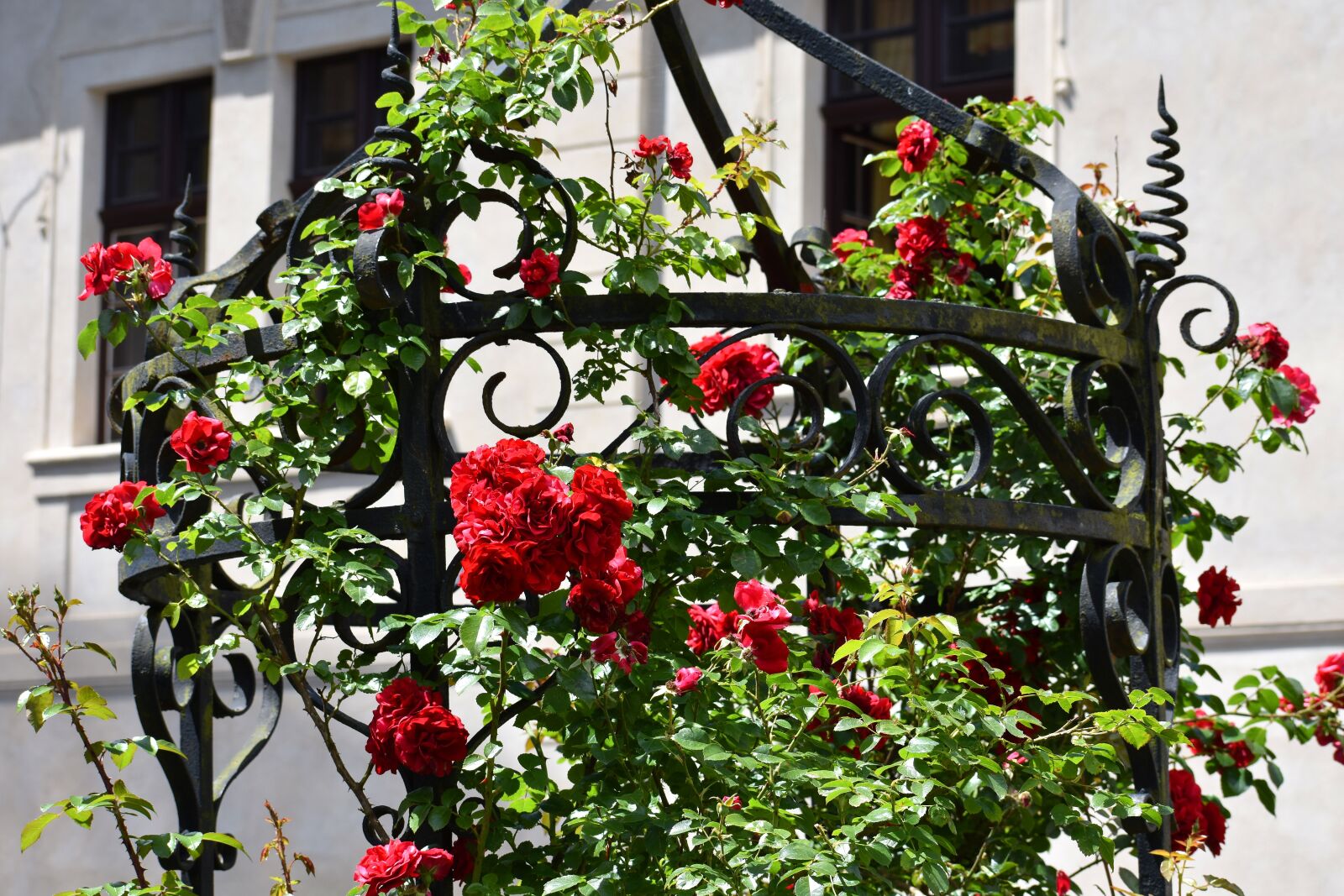 Nikon D3400 sample photo. Rose, fountain, castle photography
