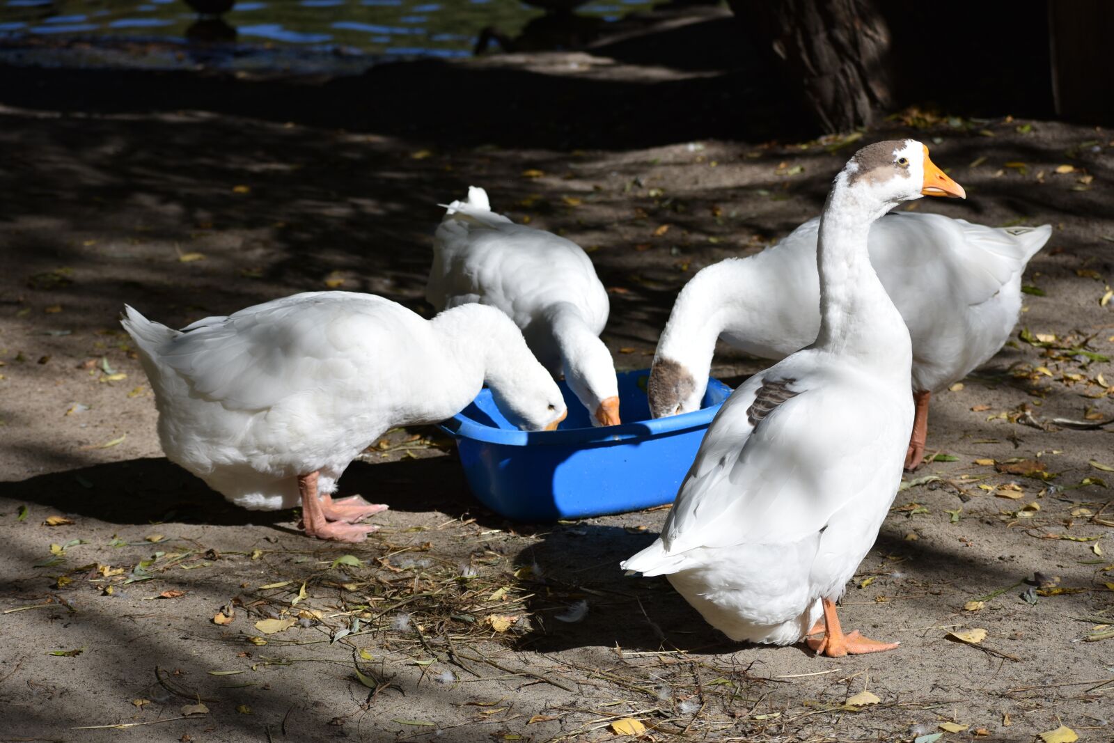 Nikon D3400 sample photo. Geese, birds, eat photography