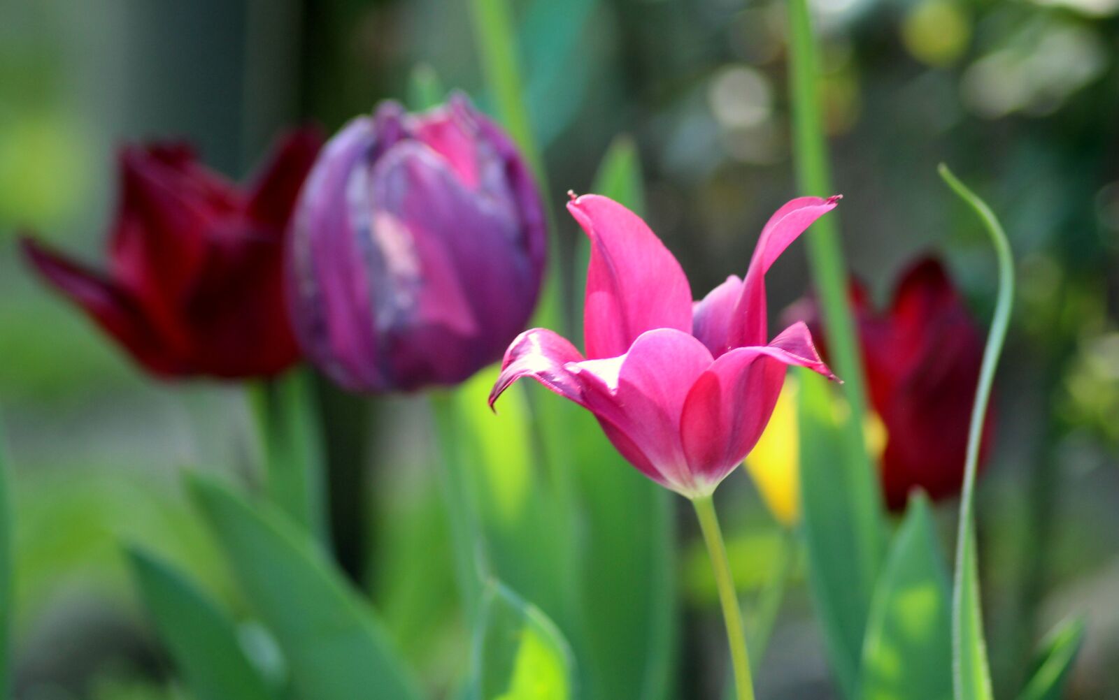 Canon EOS 1200D (EOS Rebel T5 / EOS Kiss X70 / EOS Hi) sample photo. Tulips, spring, may photography