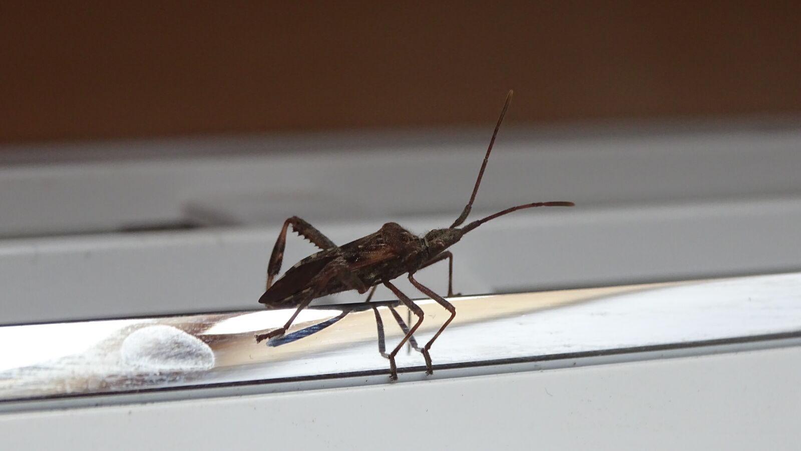 Sony DSC-HX400 sample photo. Beetle, macro, insect photography