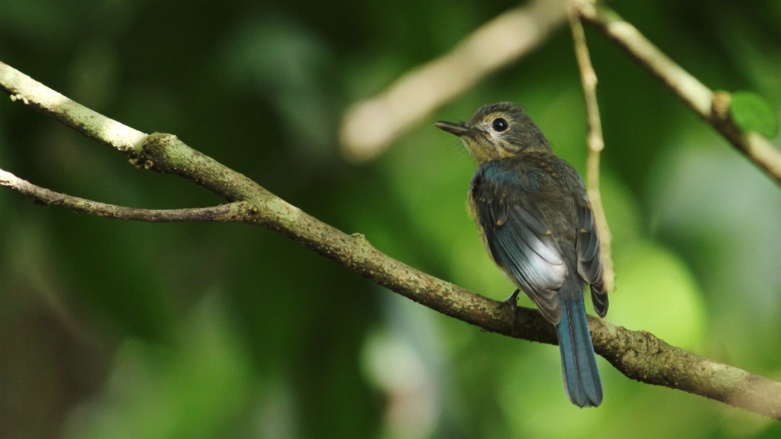 Canon EOS 1300D (EOS Rebel T6 / EOS Kiss X80) sample photo. Kerala, india, flycatcher photography