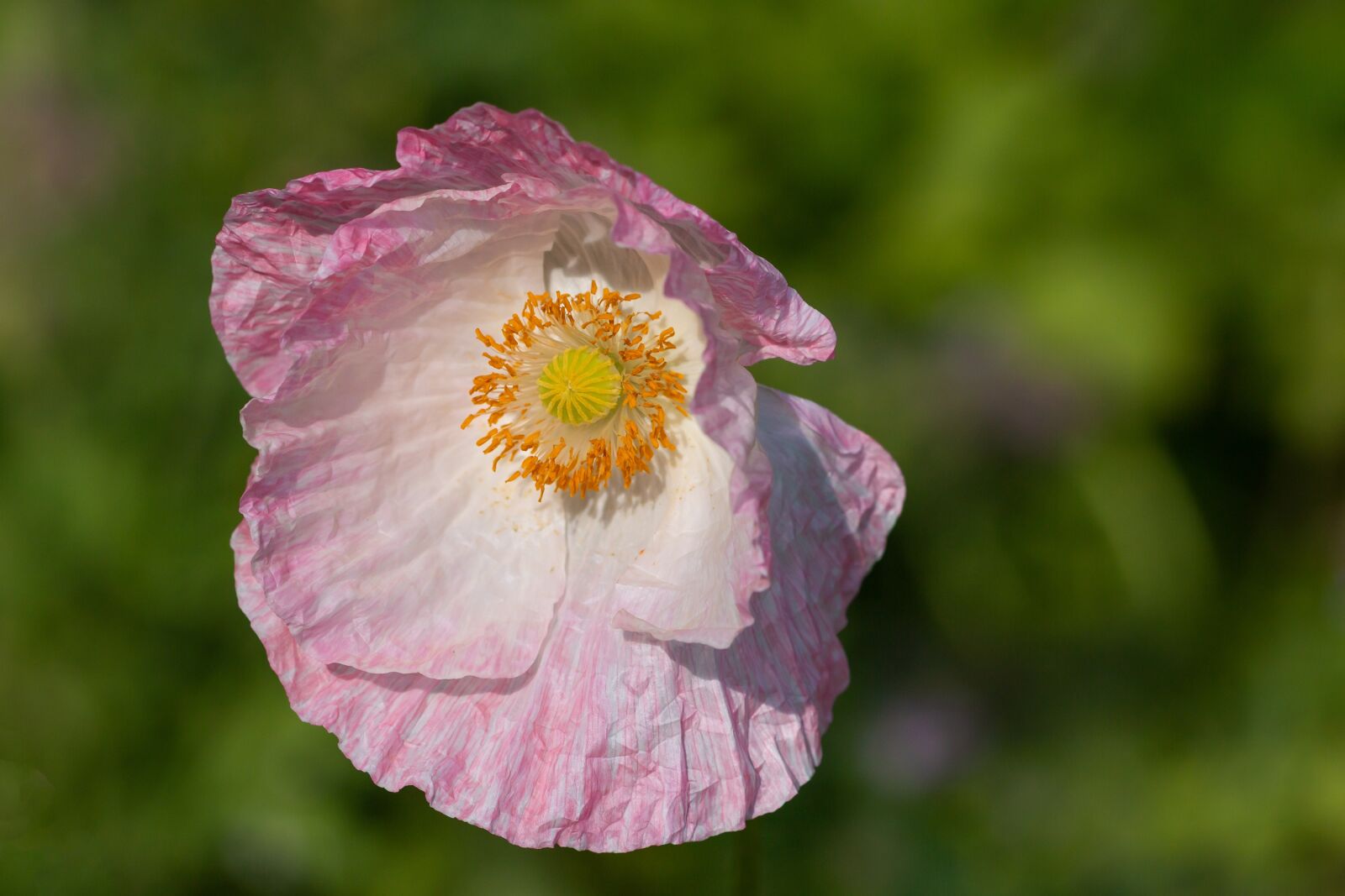 Canon EOS 70D sample photo. White poppy, poppy, white photography