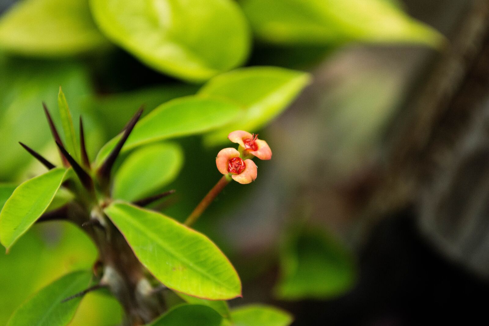 Nikon D3100 sample photo. Flowers, plant, nature photography