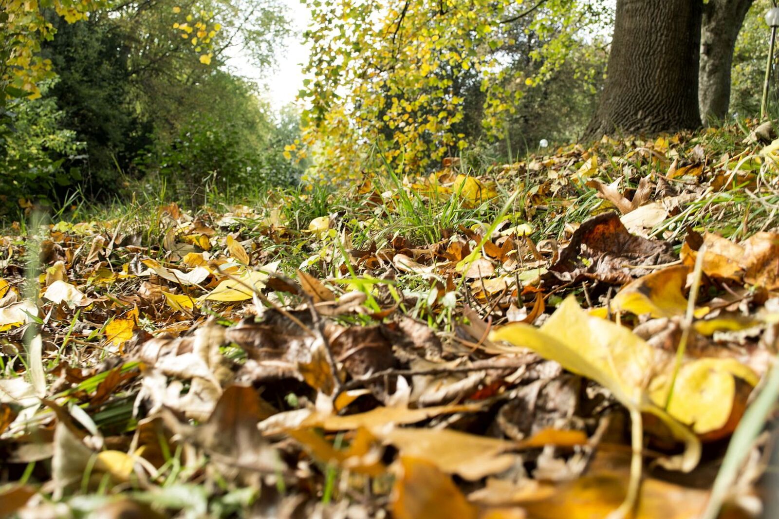 Nikon D3100 sample photo. Autumn, leaves, forest floor photography