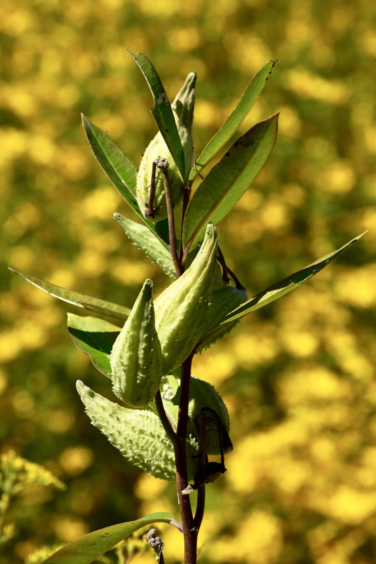 Nikon D3400 sample photo. Milkweed, plant, nature photography