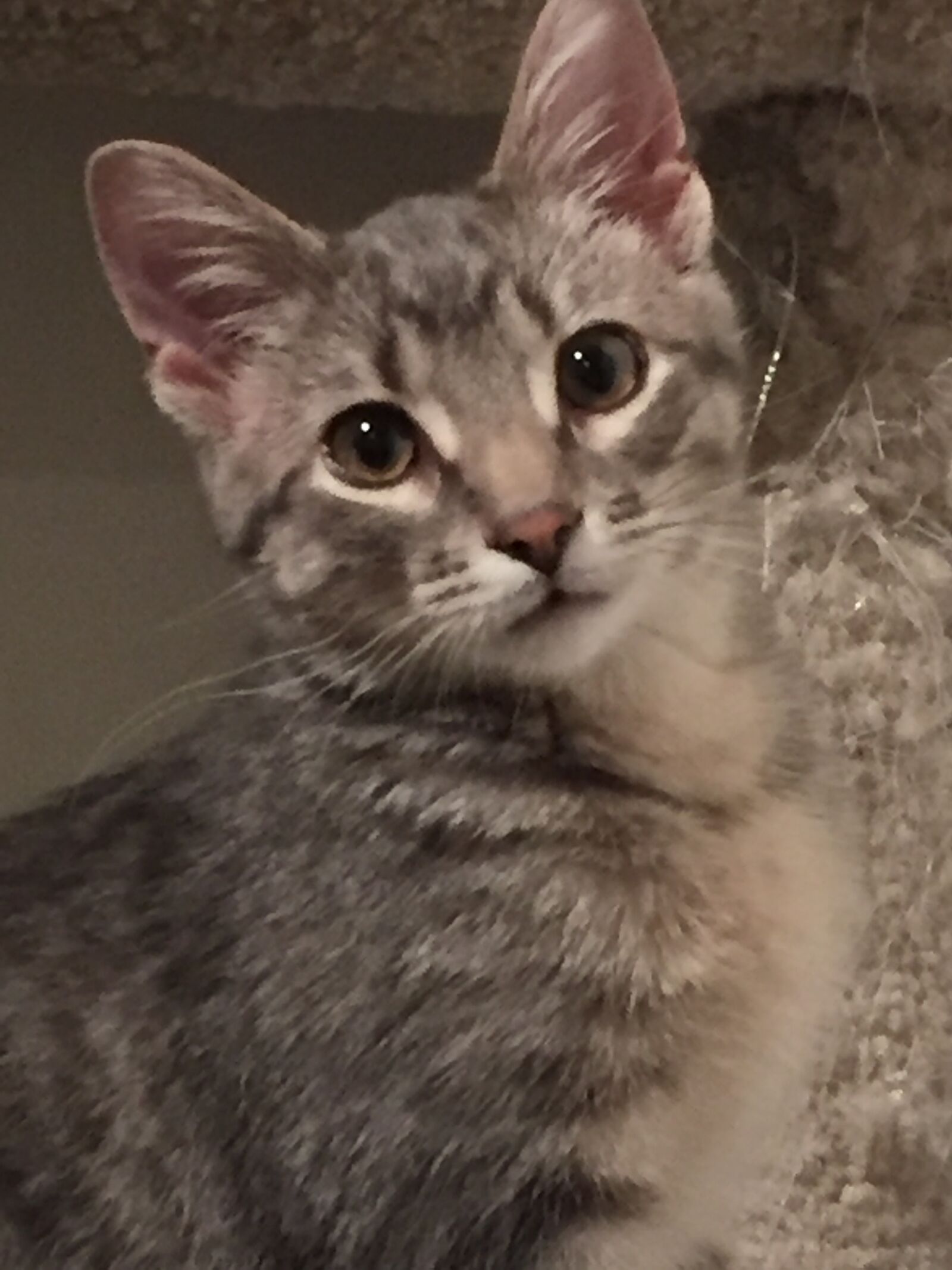 iPhone 6 back camera 4.15mm f/2.2 sample photo. Cat, striped cat, kitten photography