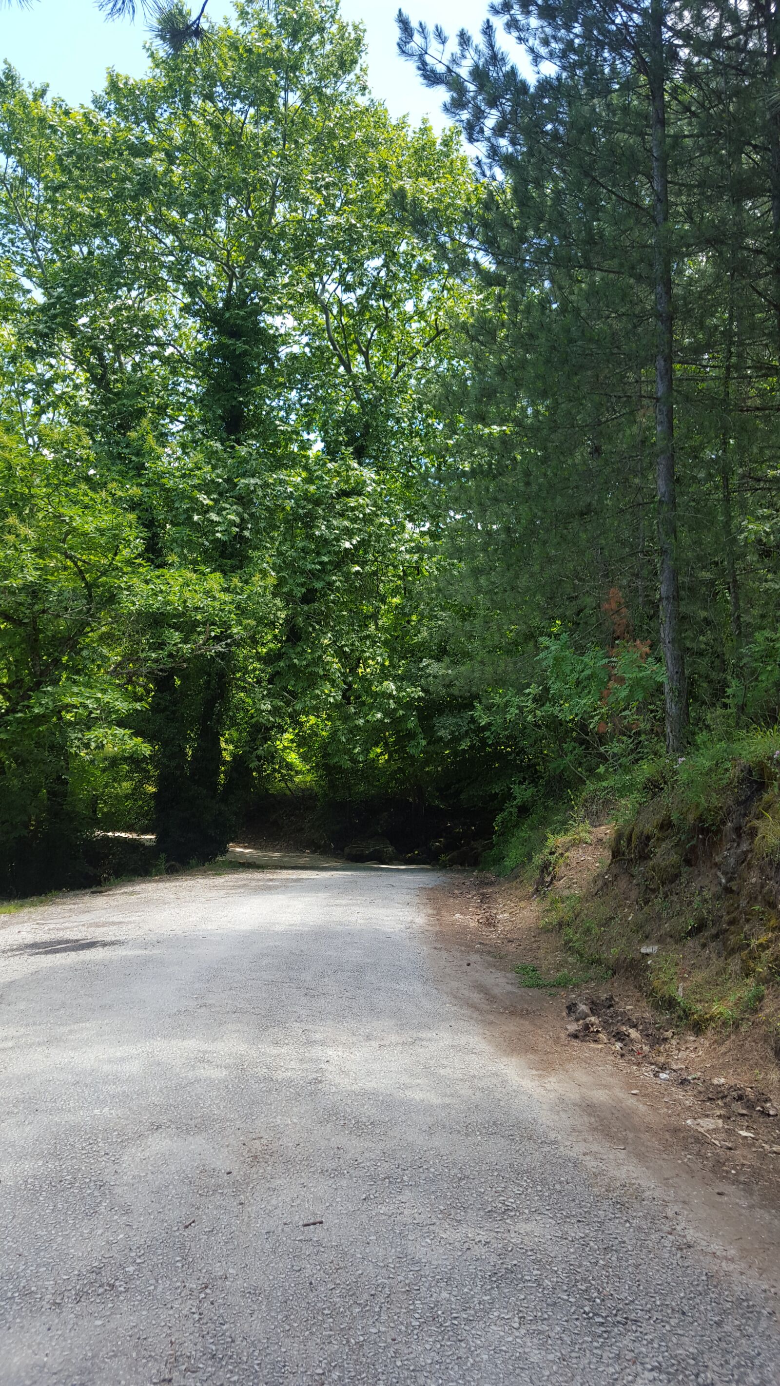 Samsung GALAXY S6 edge sample photo. Orman, yol, yeşillik photography