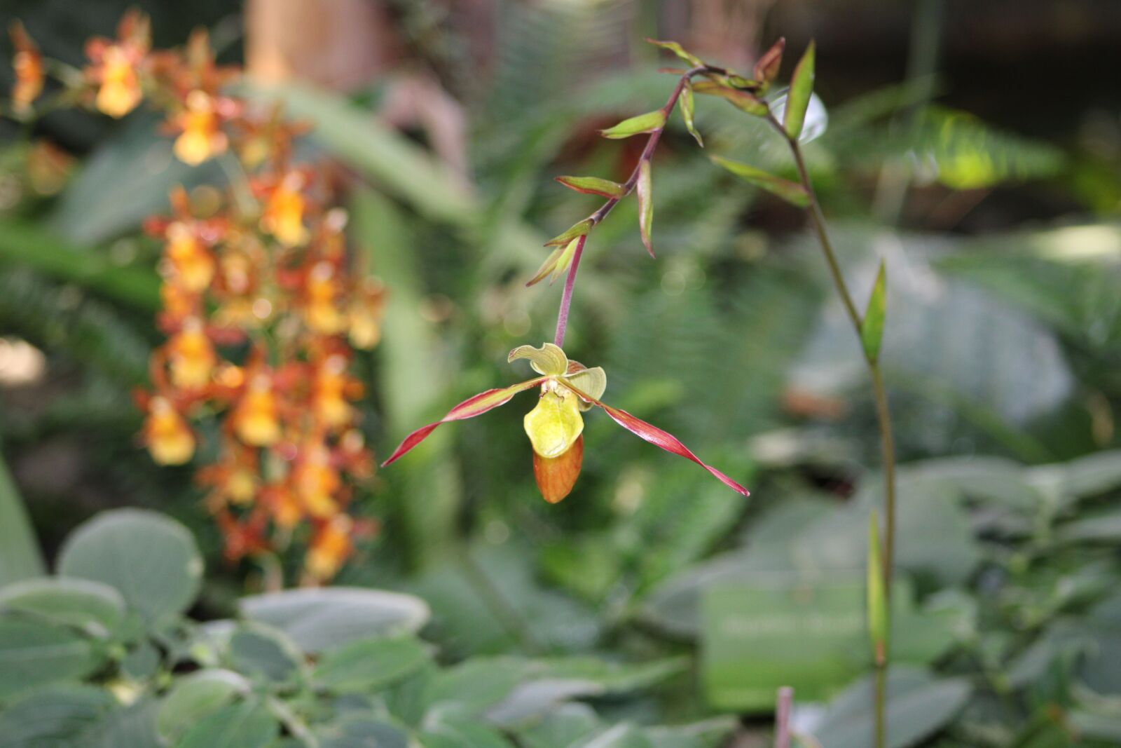 Canon EOS 2000D (EOS Rebel T7 / EOS Kiss X90 / EOS 1500D) sample photo. Orchid, demoiselle, flower photography