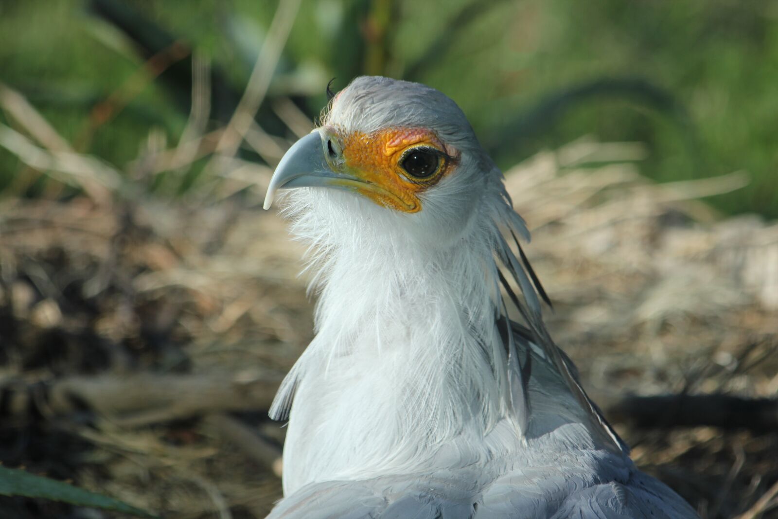 Canon EOS 550D (EOS Rebel T2i / EOS Kiss X4) sample photo. Nature, bird, bird's nest photography