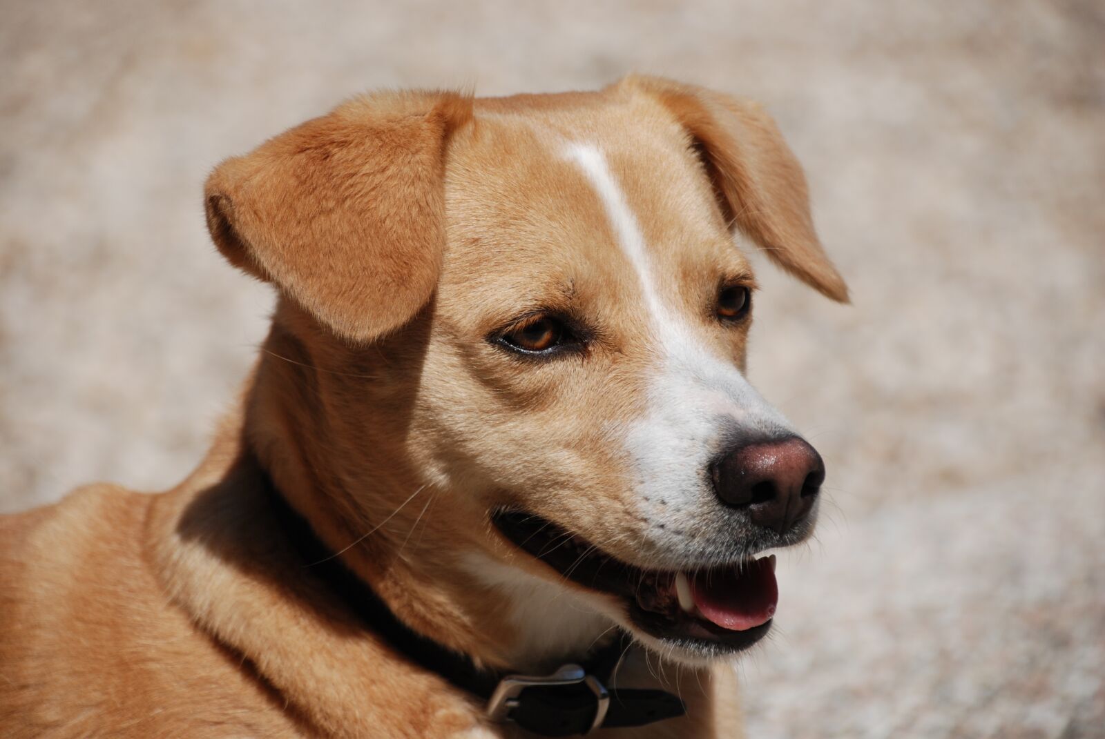 Nikon D80 sample photo. Dog, pet, animal photography
