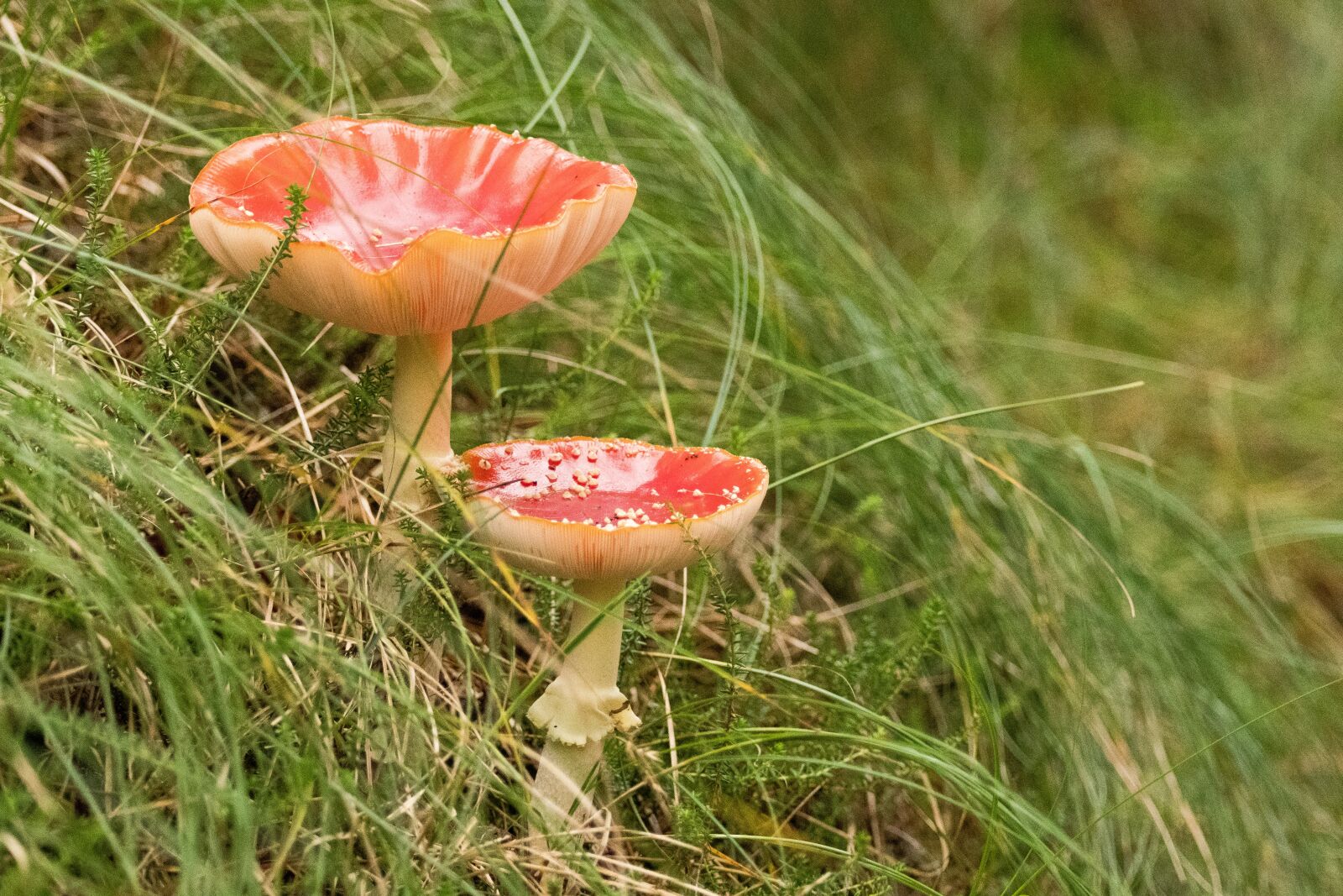 Nikon D500 sample photo. Mushroom, fly agaric, autumn photography