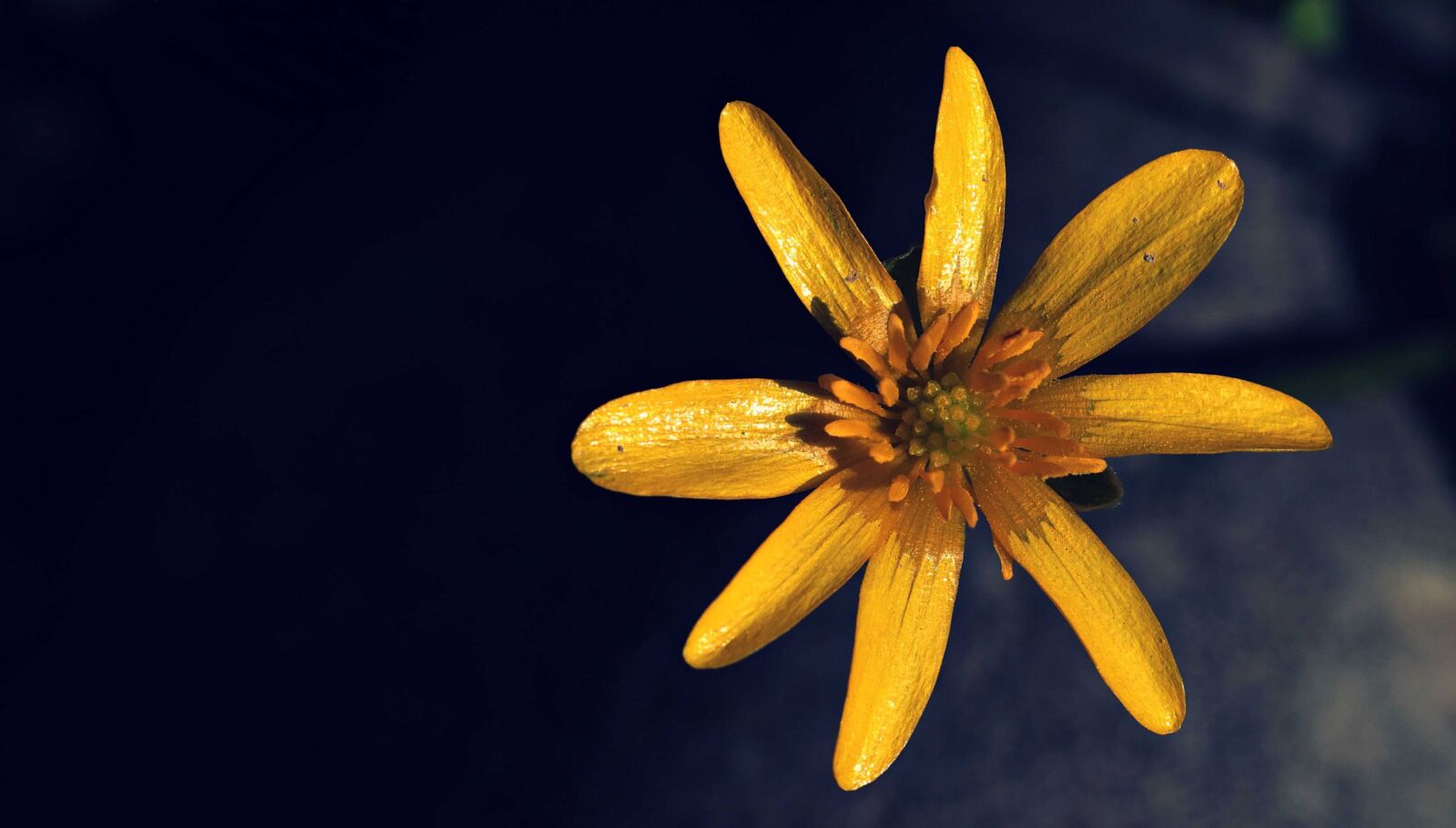Canon EOS 80D sample photo. Photo studio, flora, yellow photography