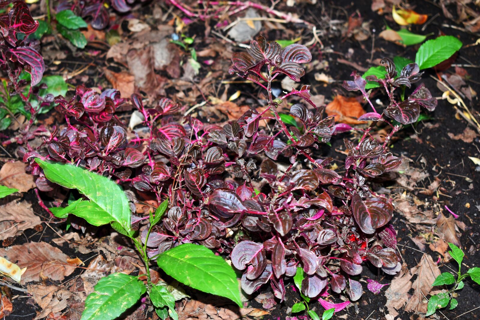 Nikon D5600 sample photo. Leaf, nature, plant photography
