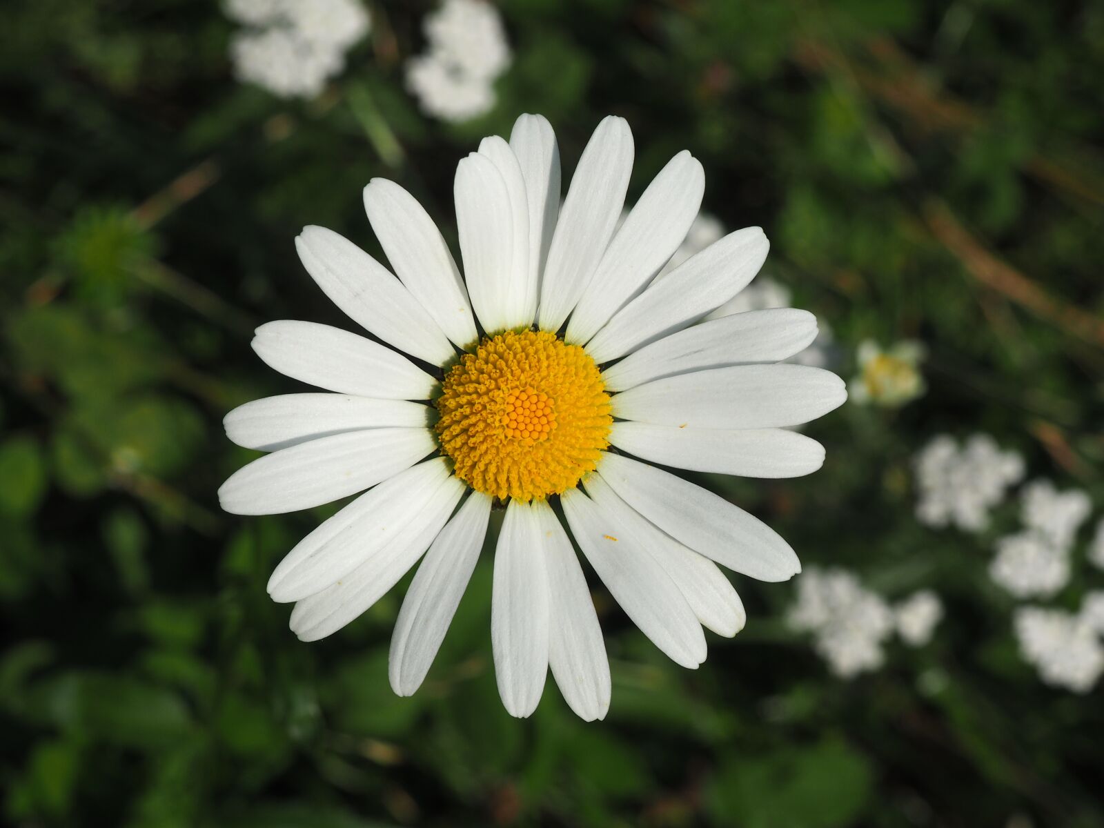 Olympus OM-D E-M10 sample photo. Margaret, flower, blossom photography