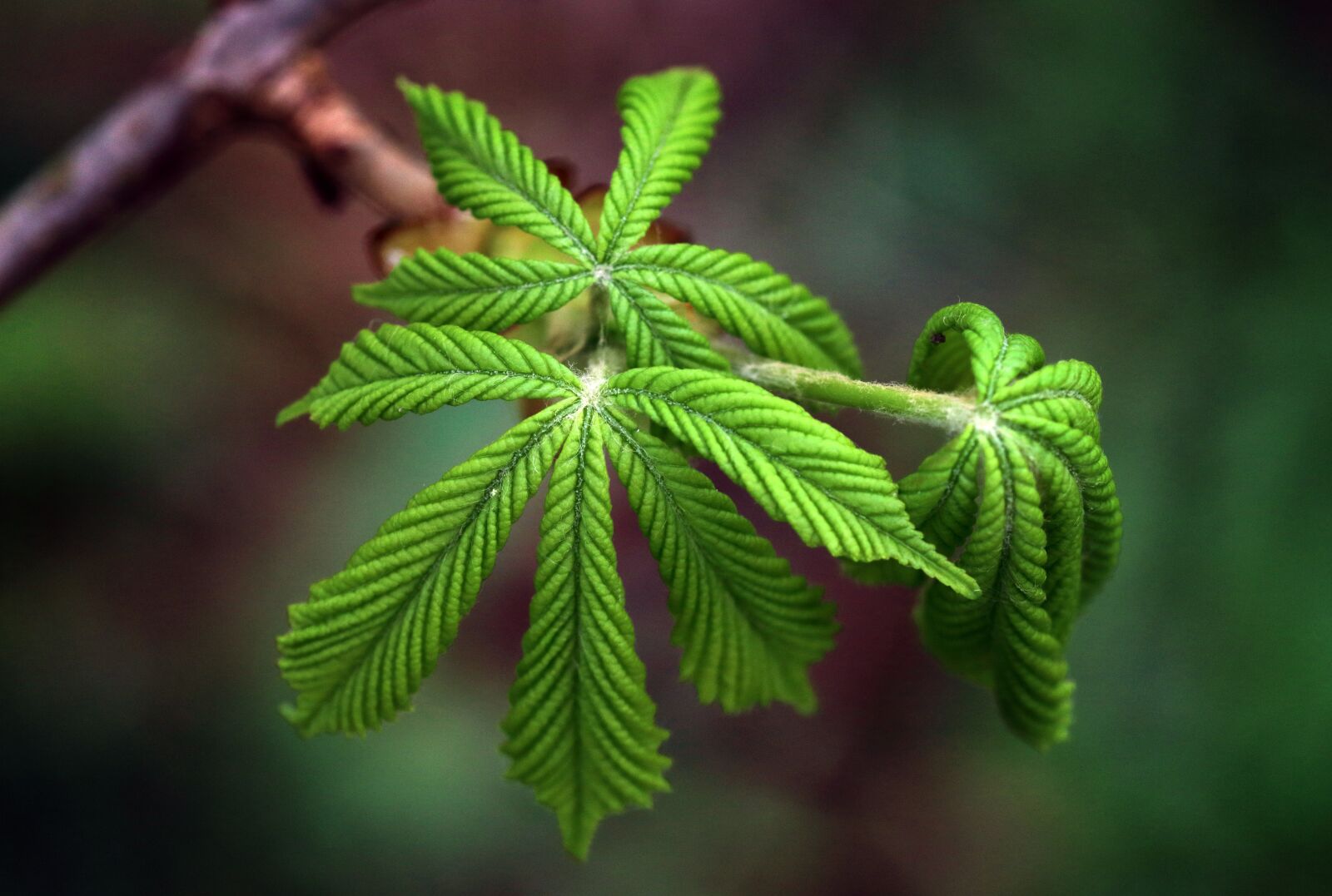 Canon EOS 80D sample photo. Green, chestnut, leaves photography