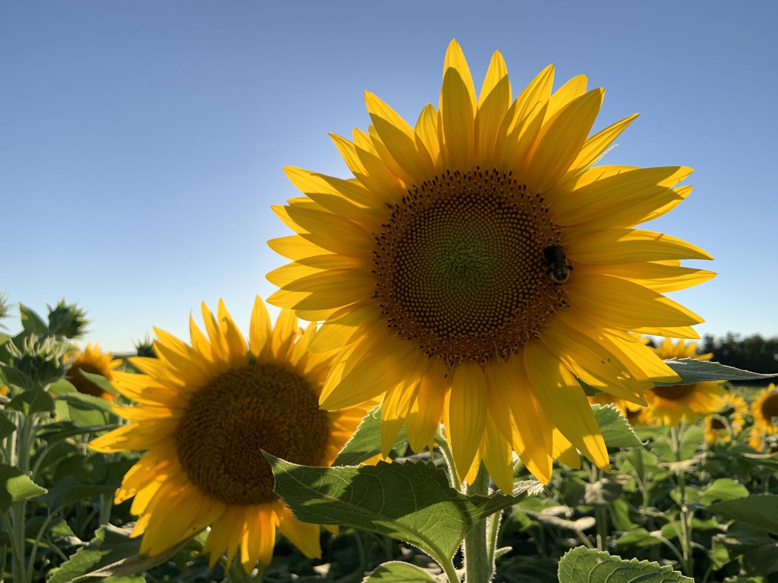 iPhone XR back camera 4.25mm f/1.8 sample photo. Sunflower, flower, summer photography