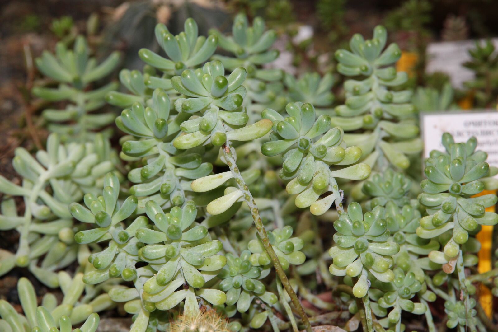 Canon EOS 650D (EOS Rebel T4i / EOS Kiss X6i) sample photo. Stonecrop, sedum rubrotinctum, plant photography