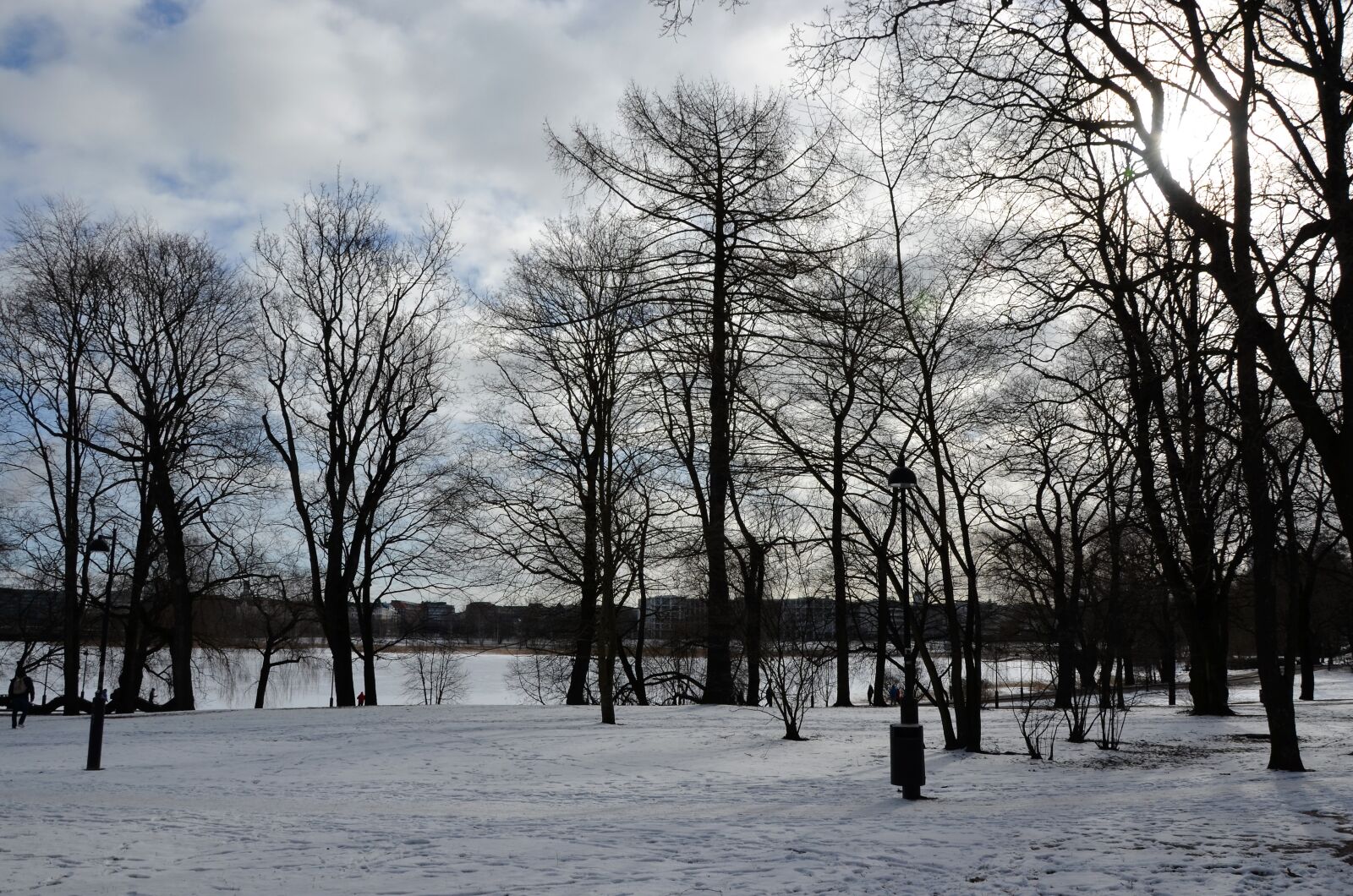 Nikon D5100 sample photo. Tree, nature, winter photography