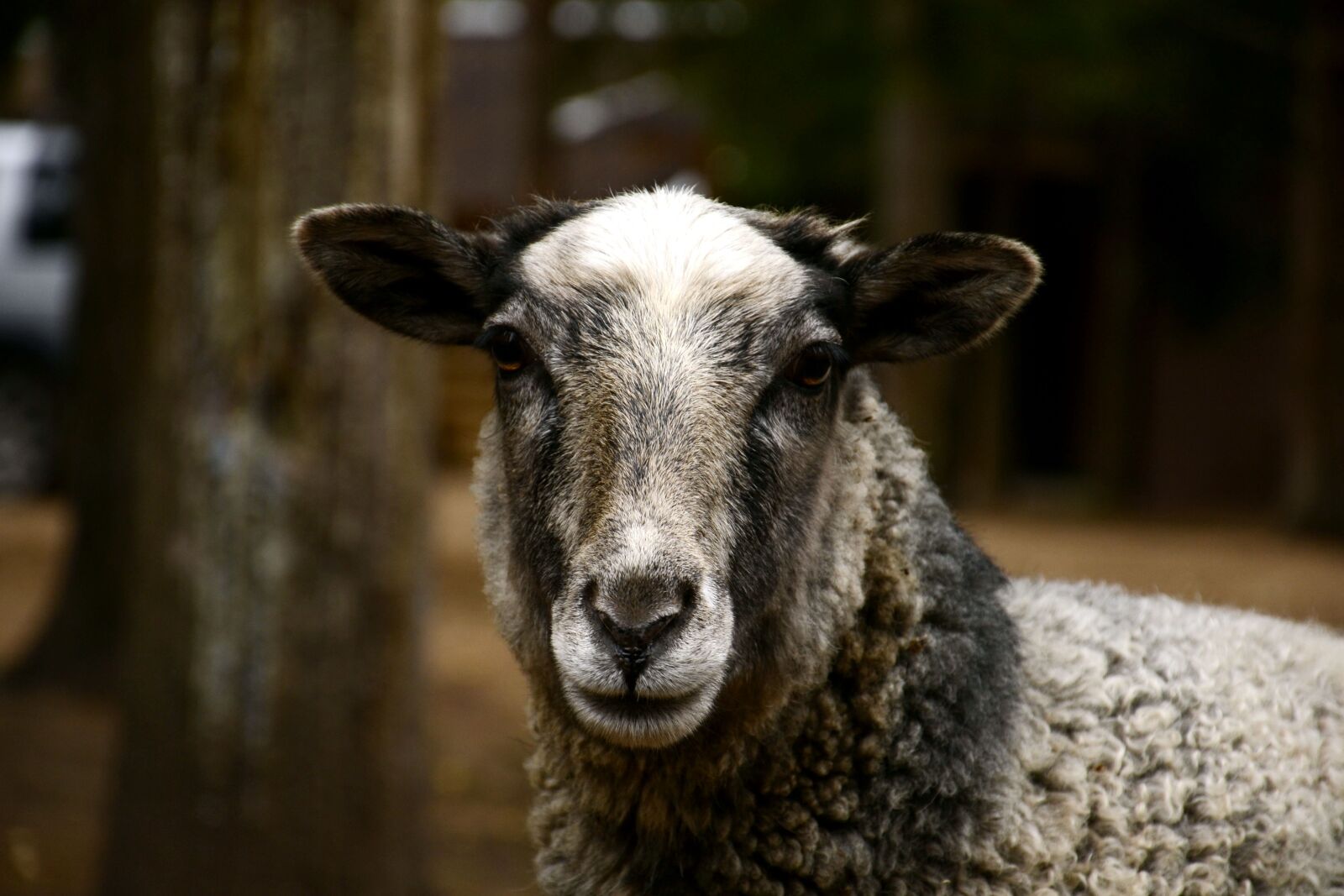 Nikon D3100 sample photo. Baran, sheep, cattle photography