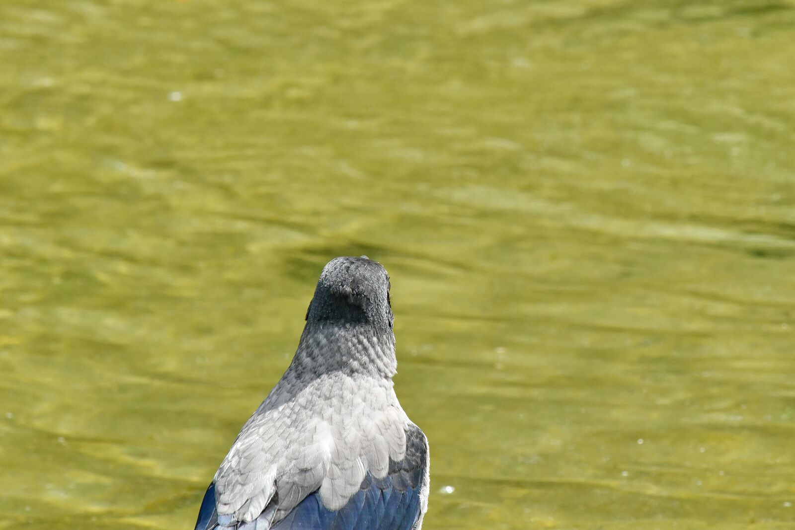 Nikon D5500 sample photo. Bird, feather, nature, wild photography