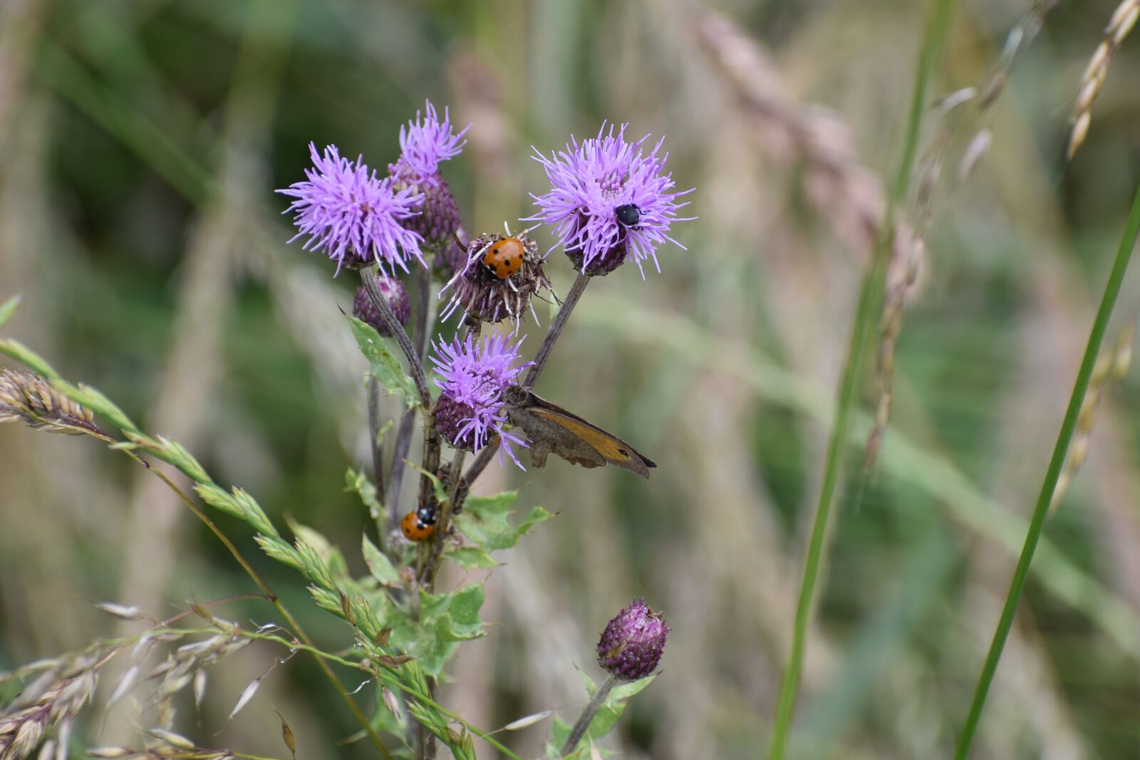 Nikon D3500 sample photo. Flower, insects, ladybugs photography