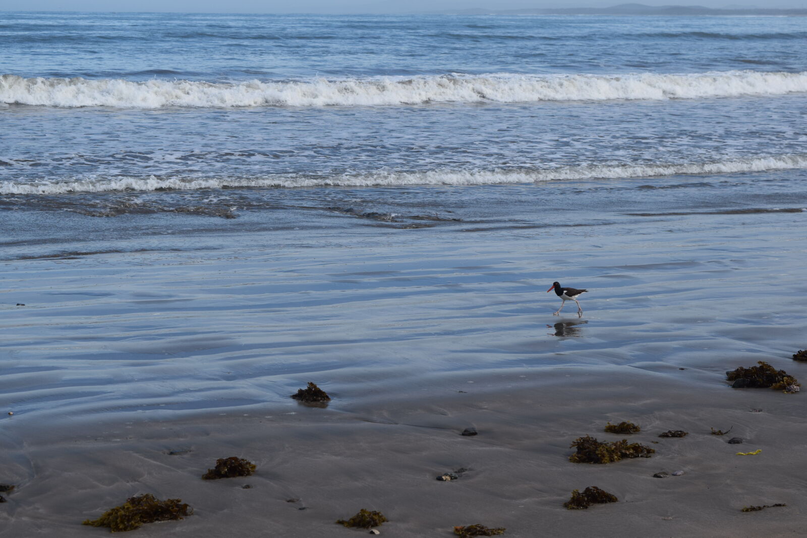 Nikon D3300 sample photo. Beach, bird, mexico, ocean photography
