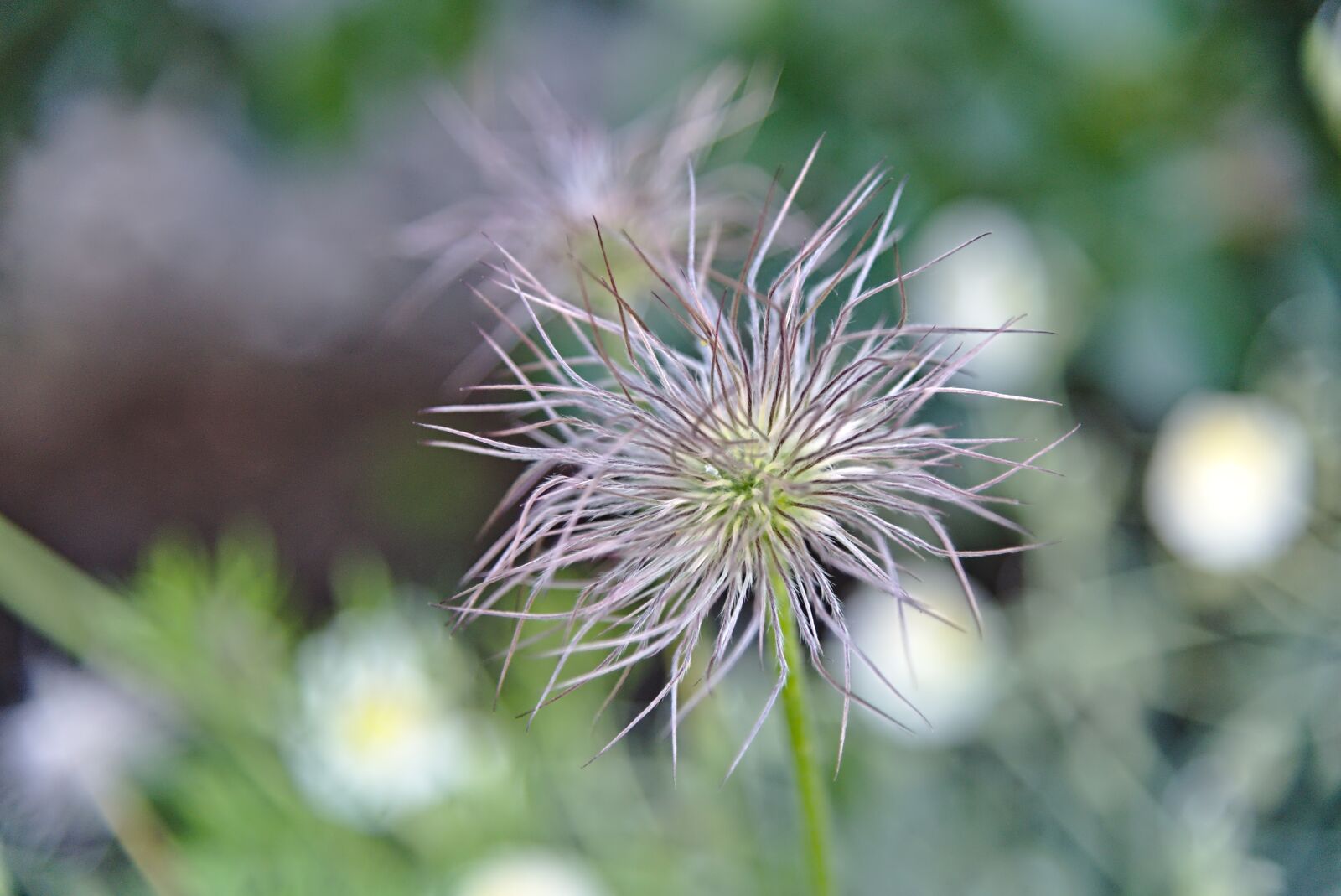 Nikon D750 sample photo. Pasqueflower, faded, pulsatilla photography