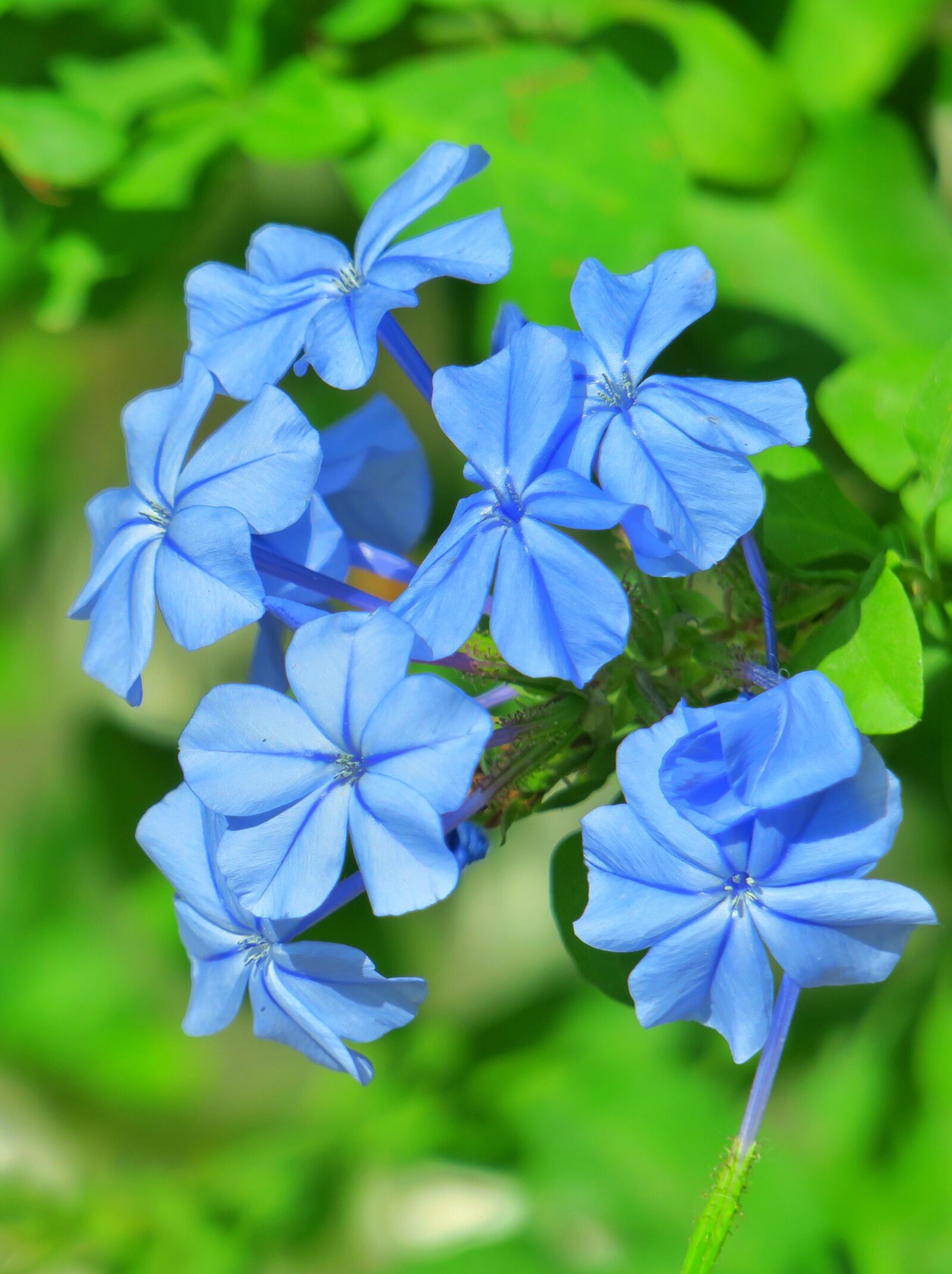Canon PowerShot G3 X sample photo. Nature, plant, flower photography