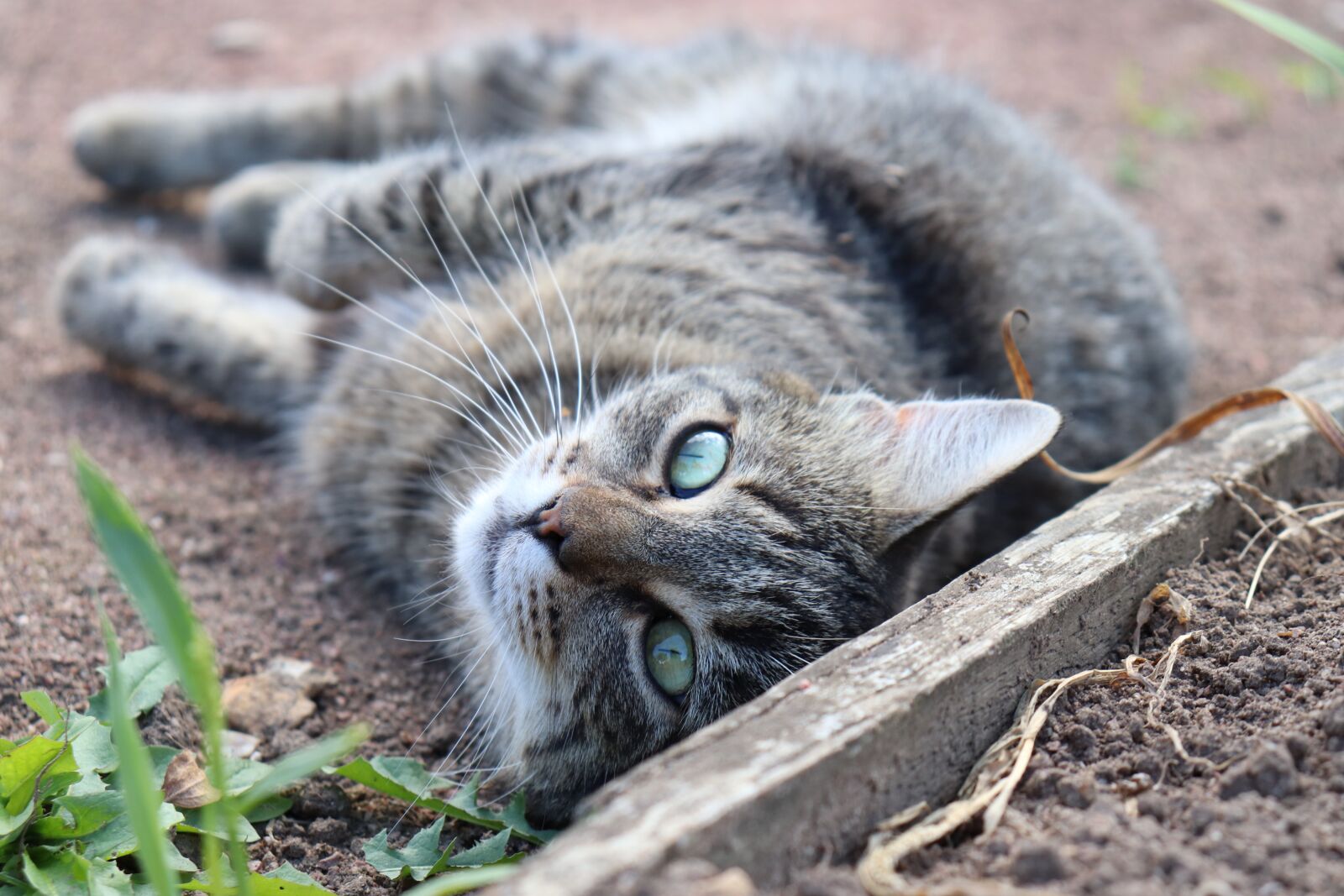Canon EOS 800D (EOS Rebel T7i / EOS Kiss X9i) sample photo. Cats, felines, pets photography