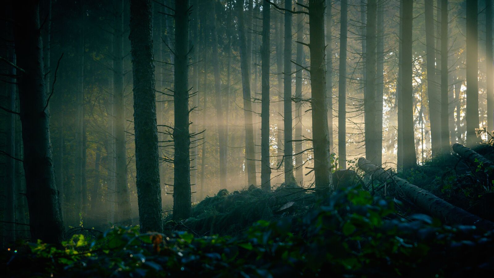 Nikon Z6 sample photo. Forest, mystical, sun photography