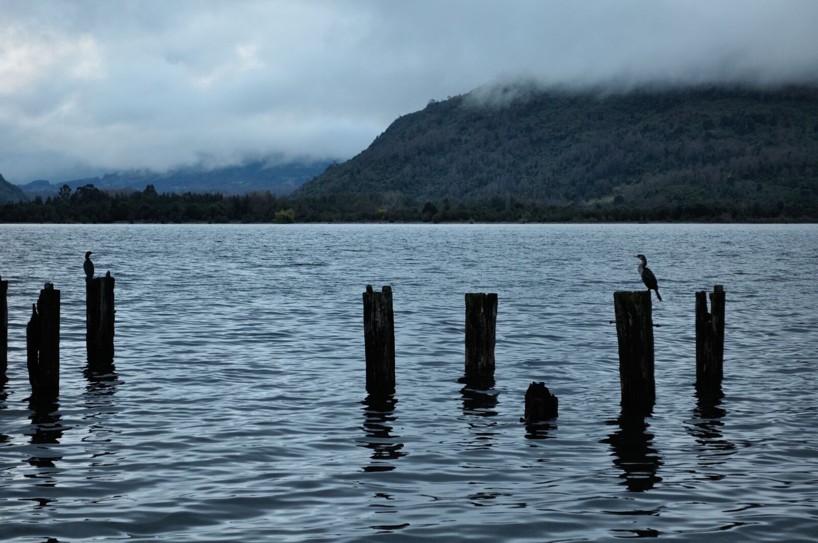 Nikon D5000 sample photo. Futrono, lake, cormorant photography