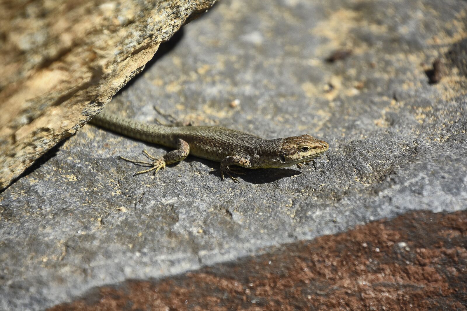 Nikon D7200 sample photo. Lizard, reptile, animal photography