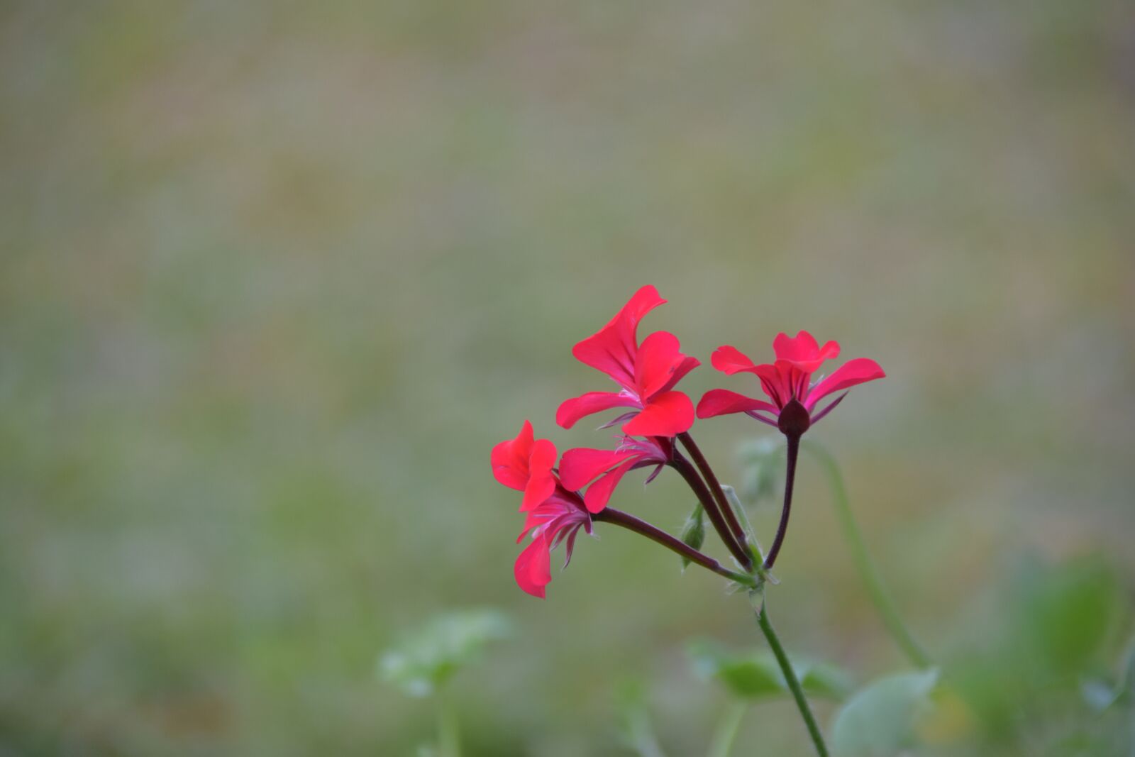 Nikon D7200 sample photo. Background, flower, red photography