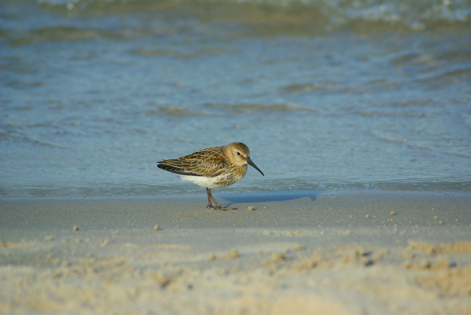 Sony Alpha DSLR-A300 sample photo. Sandpiper, ac, bird photography