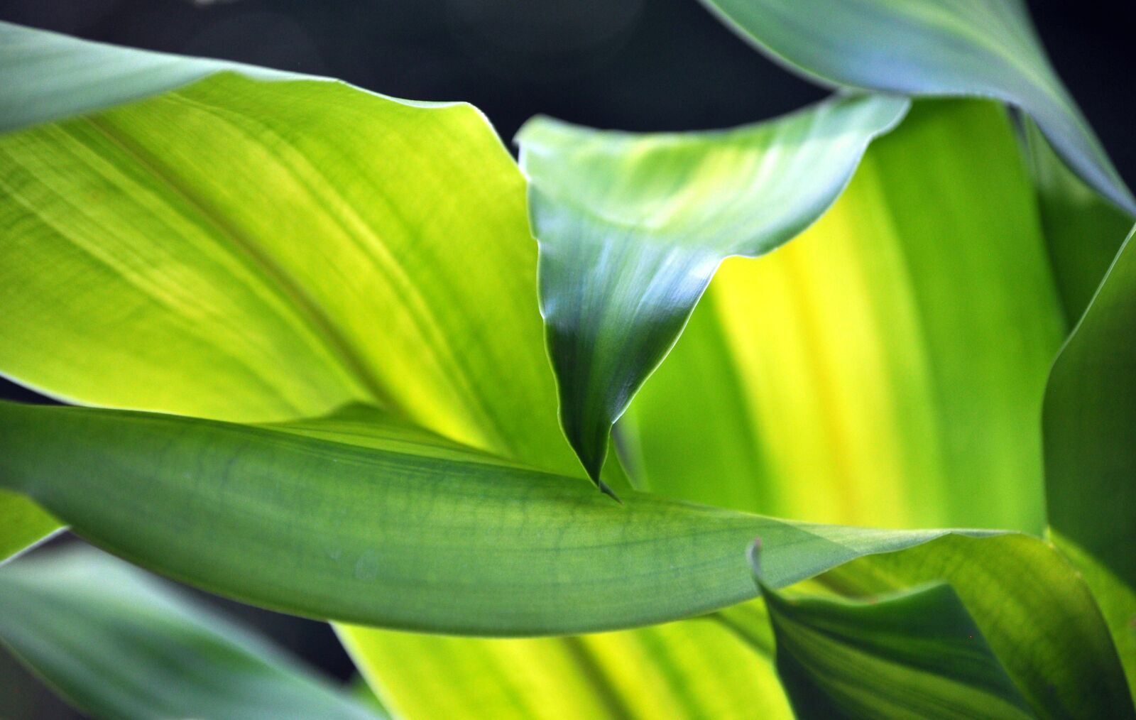 Nikon D5000 sample photo. Plant, green, leaf photography