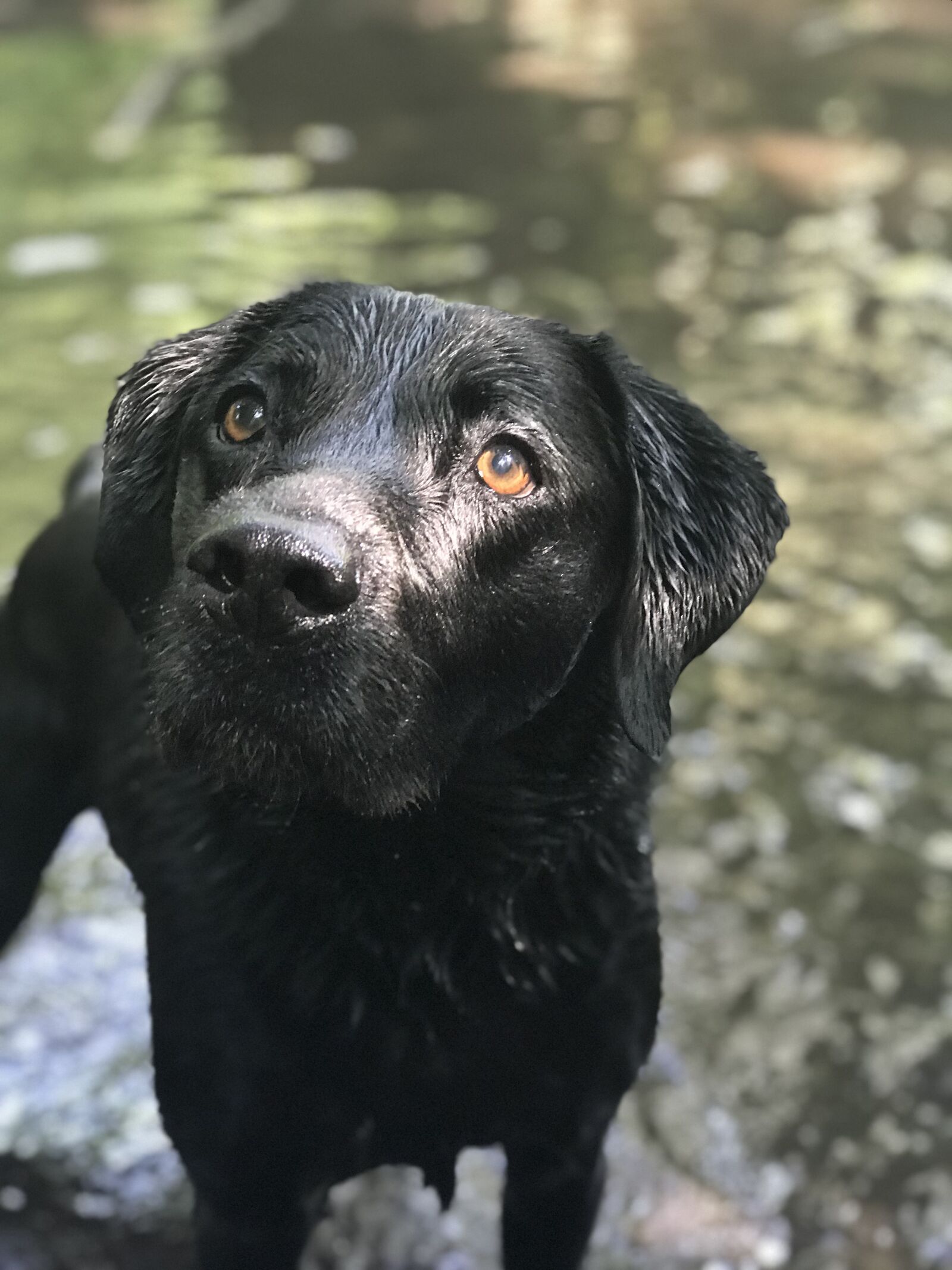 iPhone 7 Plus back dual camera 6.6mm f/2.8 sample photo. Black, labrador, river photography
