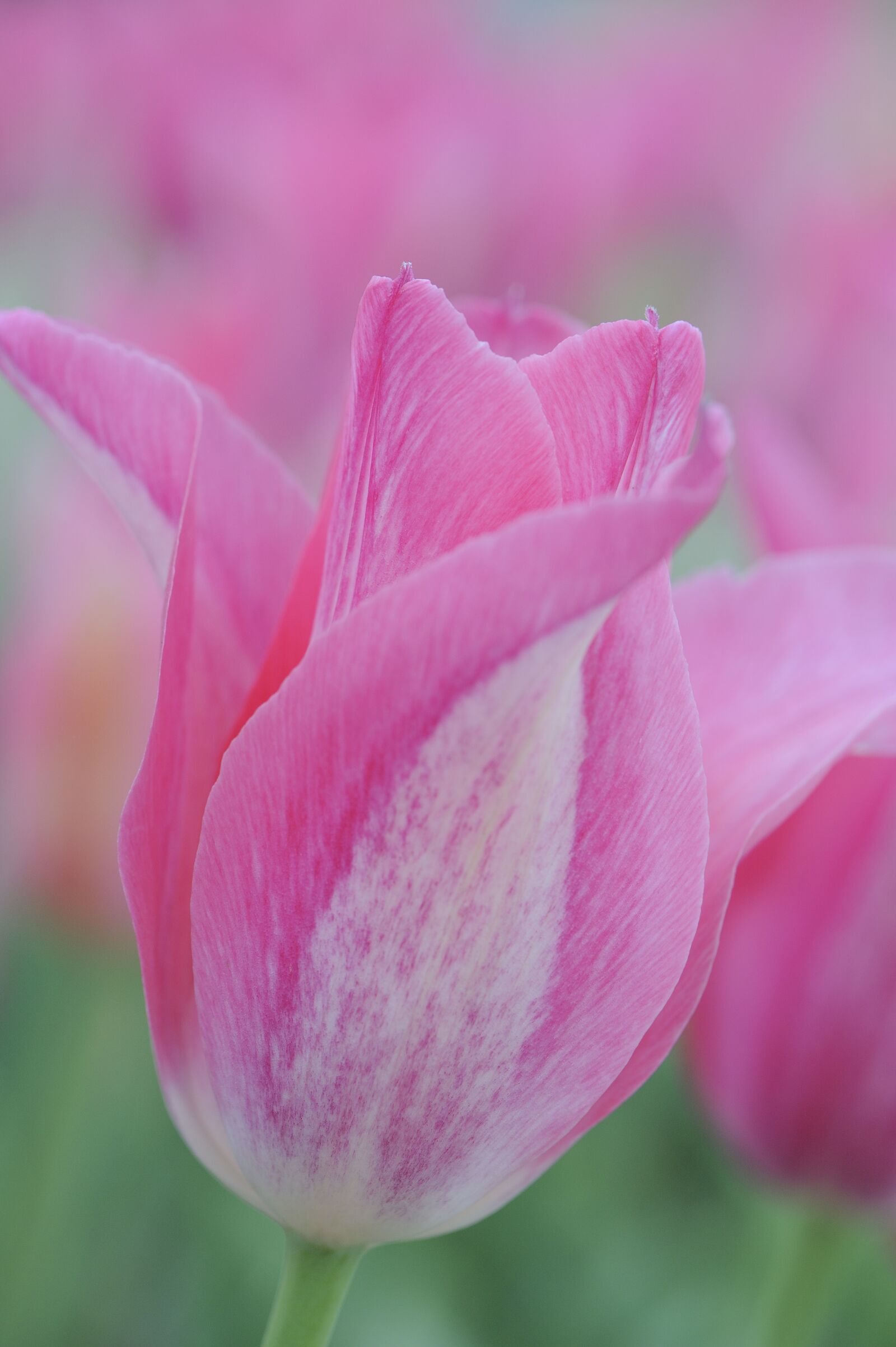 Nikon D700 sample photo. Tulip, flower, spring photography