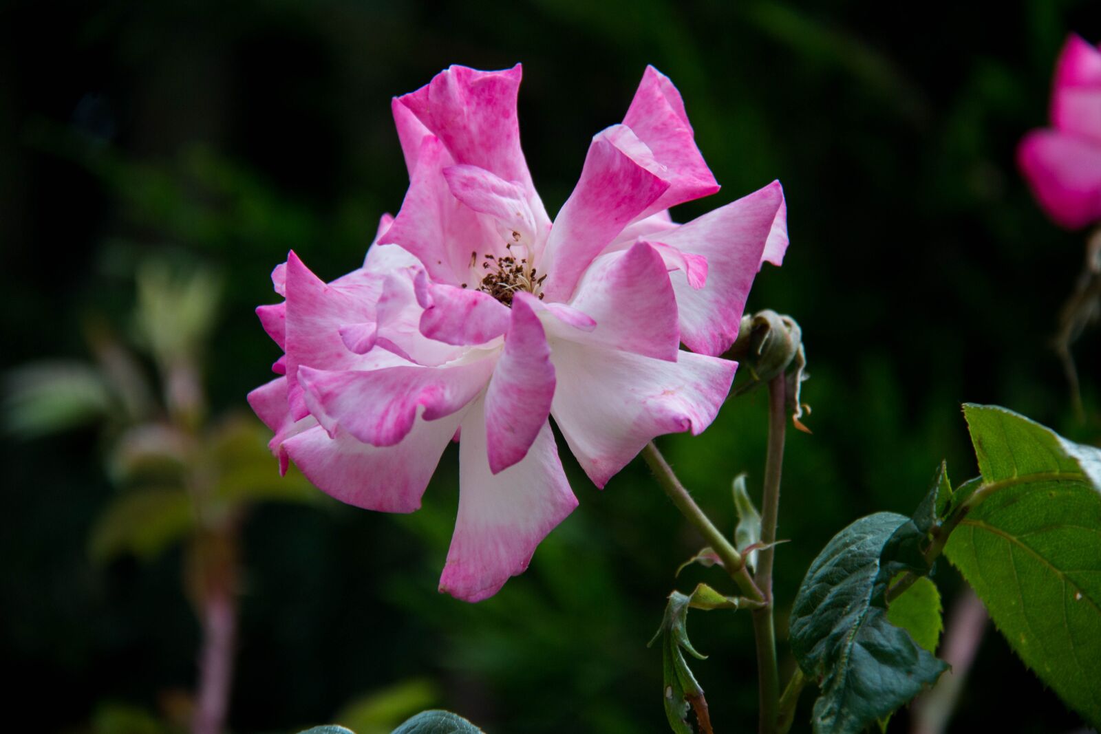 Canon EF-S 18-200mm F3.5-5.6 IS sample photo. Pink, rosebush, flower photography